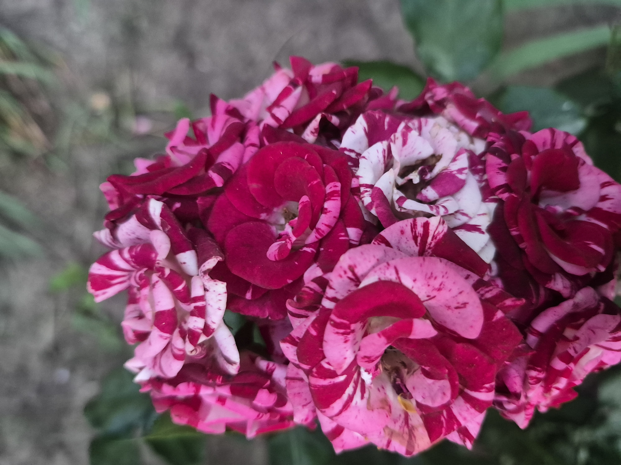 A close-up, vertical, eye-level shot focuses on a cluster of bi-colored roses, predominantly pink and deep fuchsia with white streaks. The petals are tightly furled in some flowers and more open in others, showing a layered texture. The background is softly blurred, with hints of green leaves and a muted grey, granular surface, possibly soil or a wall. The lighting is natural and slightly diffused, highlighting the textures and colors of the roses. No people or specific city locations are discernible.