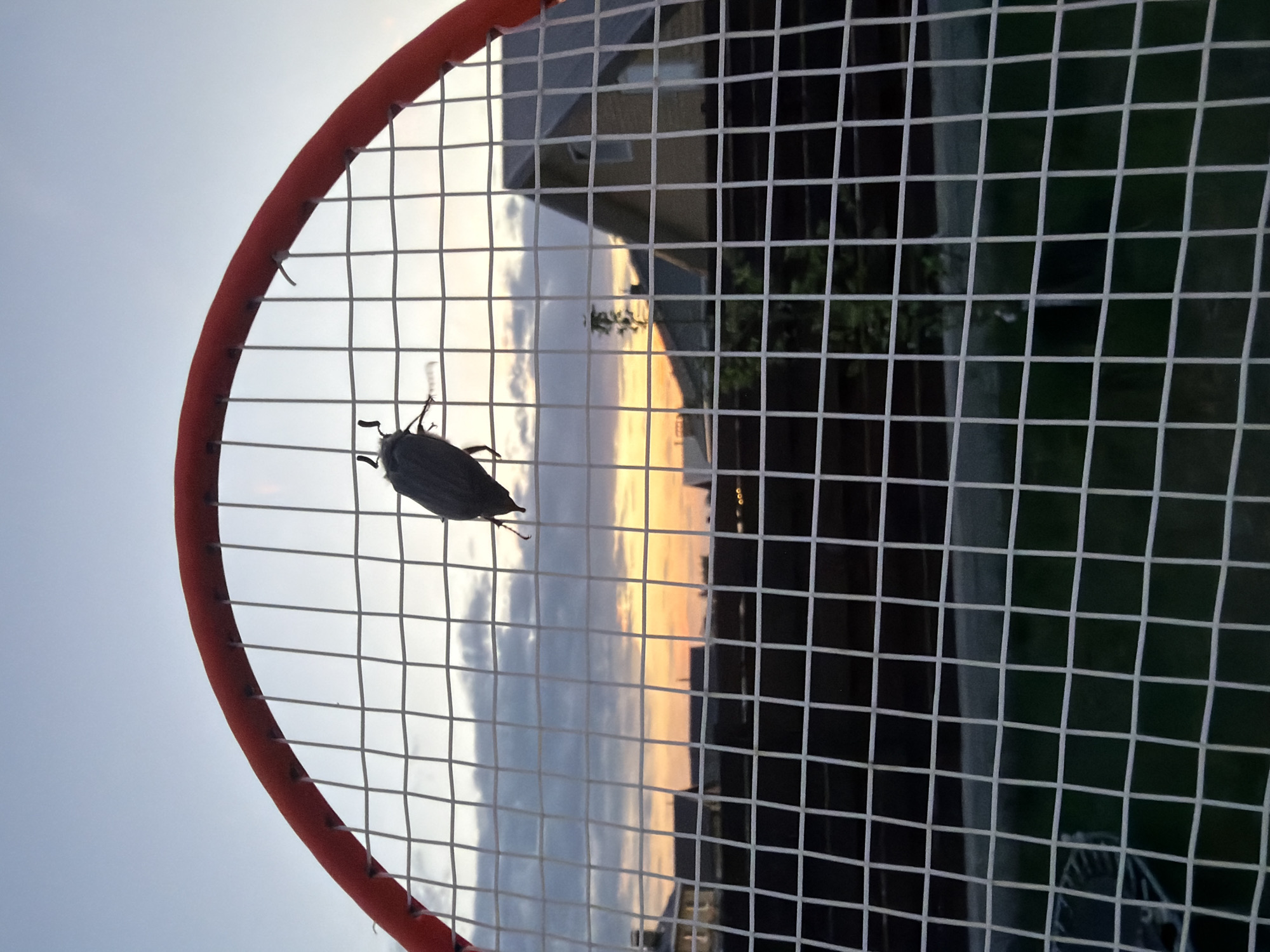 A black beetle is positioned on the strings of a badminton racket held against a backdrop of the sky and buildings. The racket's frame is red and the strings are white. The sky shows a transition from blue to hues of yellow and orange. The buildings visible through the racket's mesh appear to be residential. The specific location in Chaikovsky, Russia cannot be determined.