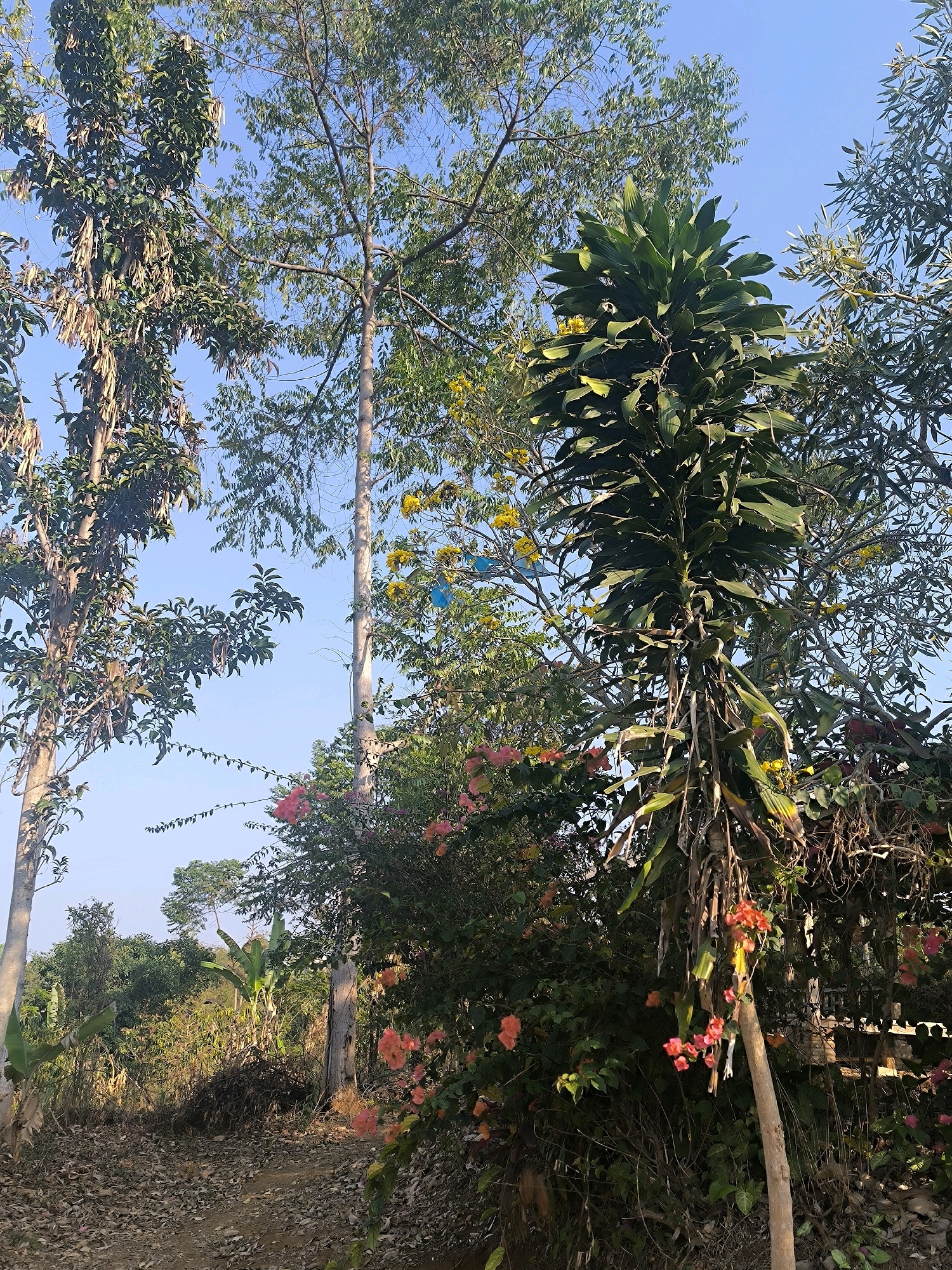 A low-angle, eye-level, outdoor, full shot captures a dirt path leading into a dense tropical environment with a clear blue sky. The path, covered in fallen leaves and twigs, curves slightly to the right. On the left, a tall, thin tree trunk with sparse leaves and pods dominates the foreground. To the right, a thick, tall plant with large, dark green leaves grows upwards, appearing almost like a stalk, with some dried brown leaves hanging from it. In the midground, a vibrant display of pink and coral-colored bougainvillea flowers cascades over bushes and branches, interspersed with bright yellow flowers and darker green foliage. Several tall trees with lighter bark and green leaves form the backdrop, some reaching towards the sky. The scene suggests a natural, perhaps slightly overgrown, area, possibly on the outskirts of a city like Bandung, Indonesia, known for its lush vegetation and hilly terrain. No people or animals are visible. The lighting indicates it is daytime, with sunlight filtering through the leaves, creating some shadows.