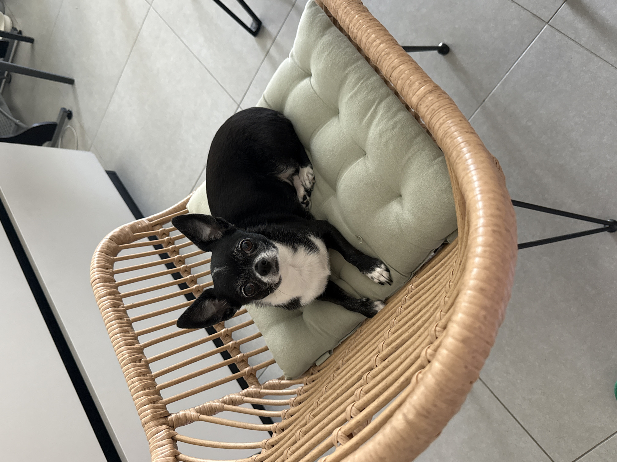 A black and white chihuahua rests on a light green cushion in a wicker chair. The chair is positioned on a light gray tiled floor. Other furniture is visible in the background. The location is in Tel Aviv, Israel.