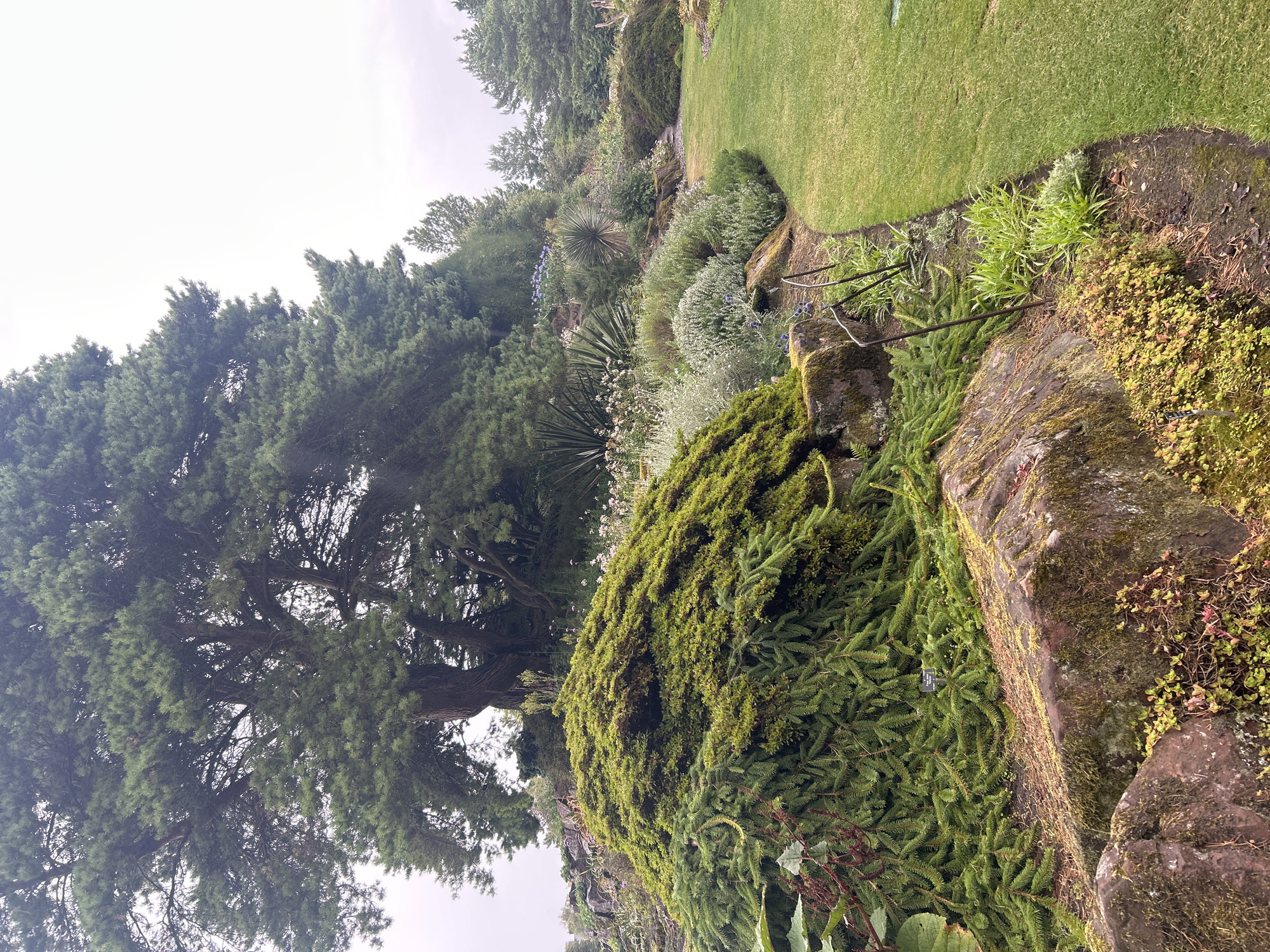 This is a medium shot, eye-level, outdoor photograph taken on a cloudy day. The foreground features a mound of vibrant green, low-lying coniferous branches cascading over moss-covered, dark reddish-brown rocks. Small, reddish-pink and yellow-green plants are growing in crevices between the rocks, with dried pine needles scattered on the ground. A black metal plant label is partially visible among the branches. To the right, a neatly mowed, emerald green lawn curves away from the viewer, bordered by a dark soil bed. This bed contains various plants, including spiky green foliage, silvery-grey bushes with small lavender-blue flowers, and wispy white plants. Several dark metal plant supports with curved tops are spaced along the edge of the lawn. In the midground, a large, ancient-looking coniferous tree with a thick, textured trunk dominates the upper left of the frame, its dense green branches extending over the rocky area. Behind the tree, other trees and lush vegetation are visible. The background is a pale, overcast sky. The scene depicts a section of a well-maintained botanical garden, likely the Royal Botanic Garden Edinburgh, characterized by its diverse collection of trees, shrubs, and herbaceous plants arranged in a naturalistic style.