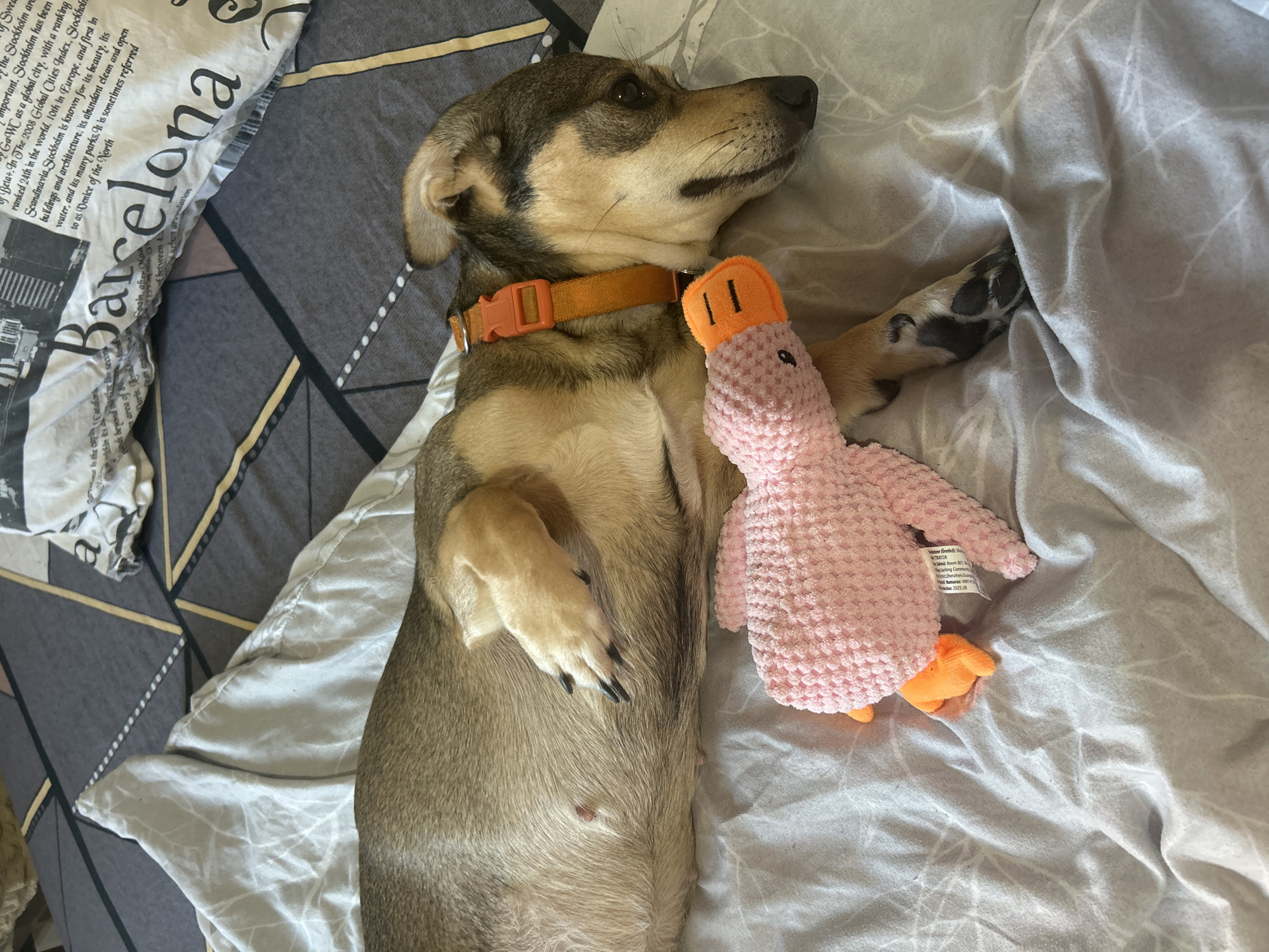A light brown and tan dog is lying on its side on a gray bedspread with a patterned duvet in the background. The dog is wearing an orange collar and has a pink plush duck toy tucked under its chin. The dog's front paws are resting on the toy and its back legs are stretched out. The dog's eyes are closed, and it appears to be sleeping. The bed is in an indoor setting, likely a bedroom, with light coming from an unseen source. The background shows a pillow with text that includes the word "Barcelona."