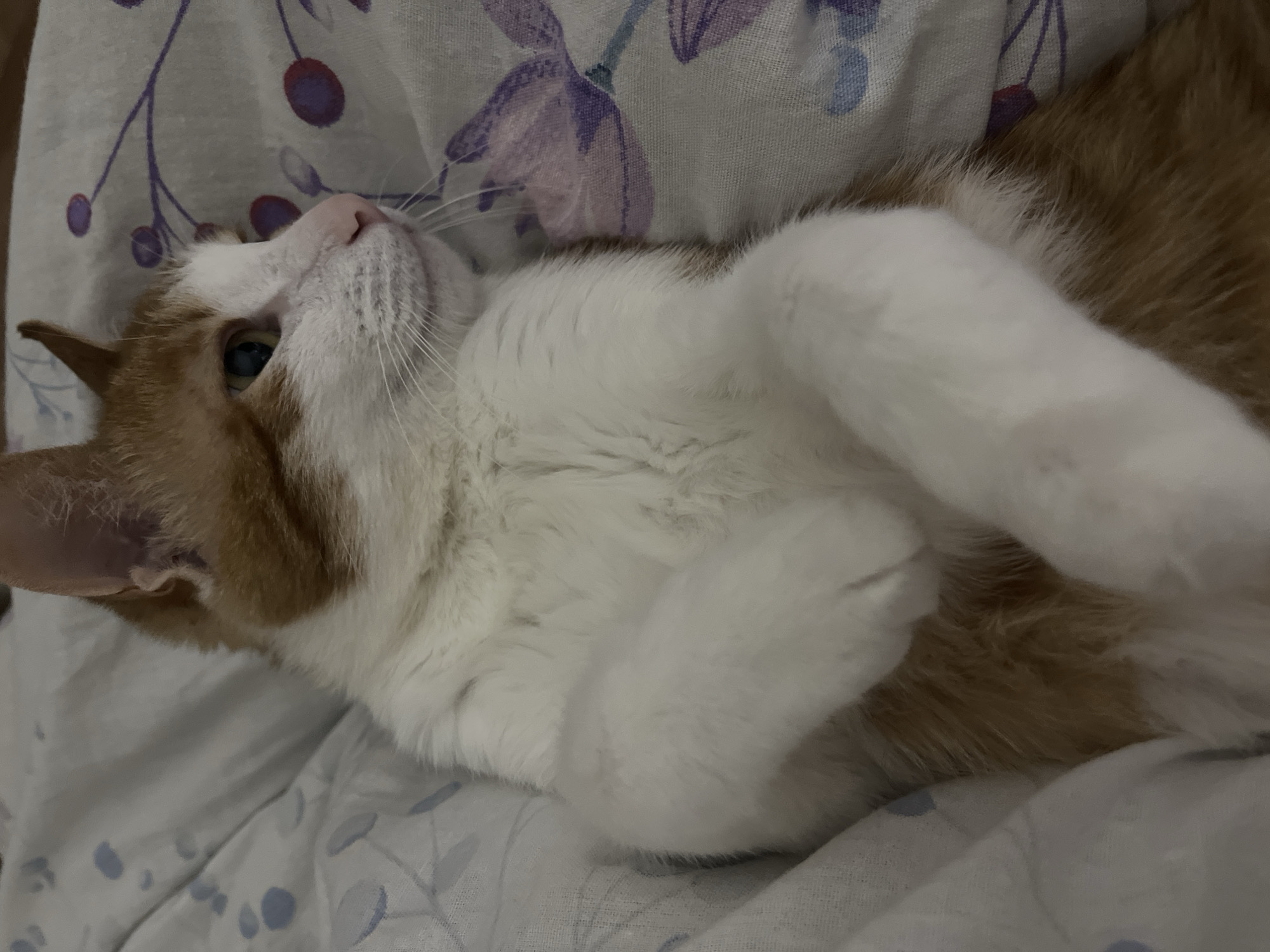 A medium shot depicts an orange and white cat lying on its back on a light-colored floral-patterned surface. The cat's head is tilted upwards, revealing its light blue eyes and pink nose. Its white paws are curled near its chest. The location cannot be determined from the image.
