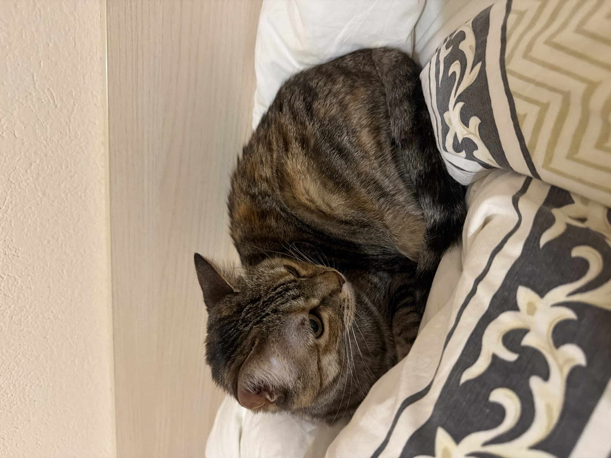 A tabby cat is curled up on a bed, nestled against a pillow. The cat is light brown and gray, and it is lying on its side with its eyes closed. The bed has white sheets and a pillow with a gray and beige pattern. The wall is a light beige color and appears to be indoor. There is no way to know that this image was taken in the city of Blagoevgrad, Bulgaria.