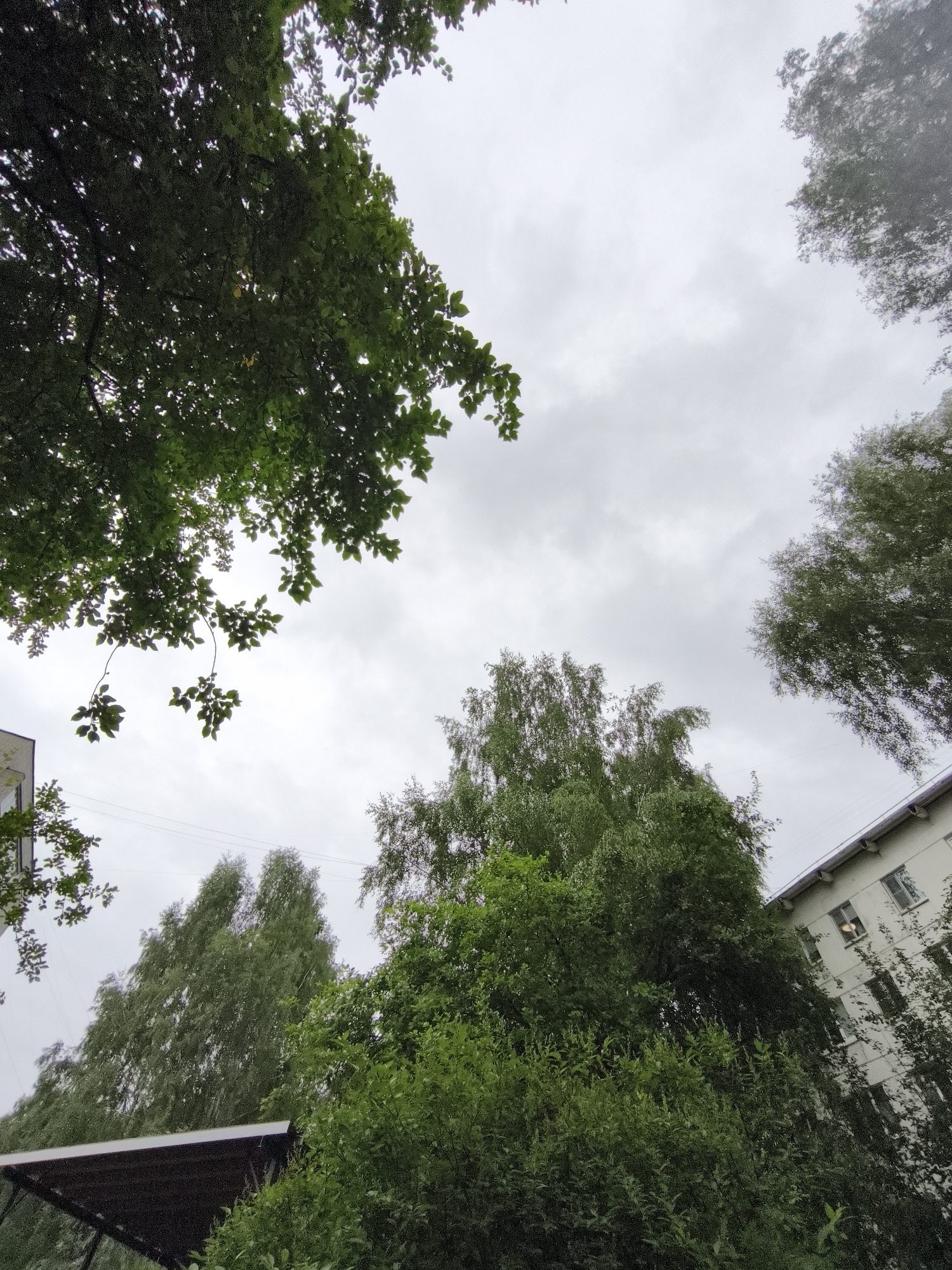 The image is an upward-looking shot of a cloudy sky with trees and a building. The foreground is dominated by lush green foliage from trees, with branches and leaves extending into the frame from the left and top. In the mid-ground, several tall birch trees are visible, their slender trunks and feathery leaves creating a distinct texture against the sky. To the right, a portion of a multi-story building is visible. It appears to be an apartment building with numerous windows, some of which are illuminated. The sky is overcast, indicating a cloudy or possibly rainy day. The overall mood is somewhat subdued due to the weather. The image was likely taken in Chaikovsky, Russia, given the provided location context. There are no people visible in the frame. The scene appears to be a residential area with significant greenery. The time of day is not definitively discernible but the lighting suggests it is daytime, likely afternoon or late morning. No text is visible in the image.