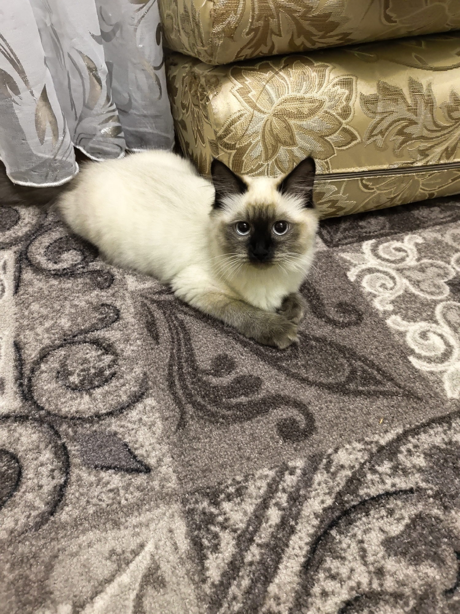 A fluffy siamese cat with dark points and bright blue eyes is lying on a patterned rug. The cat's front paws are crossed neatly in front of it. Behind the cat, to the left, is a sheer white curtain with a leaf-like pattern. To the right of the cat and the curtain, there are stacked, plush cushions with a gold-toned floral pattern. The overall scene is indoors, likely a living room, with a focus on the cat and its immediate surroundings.