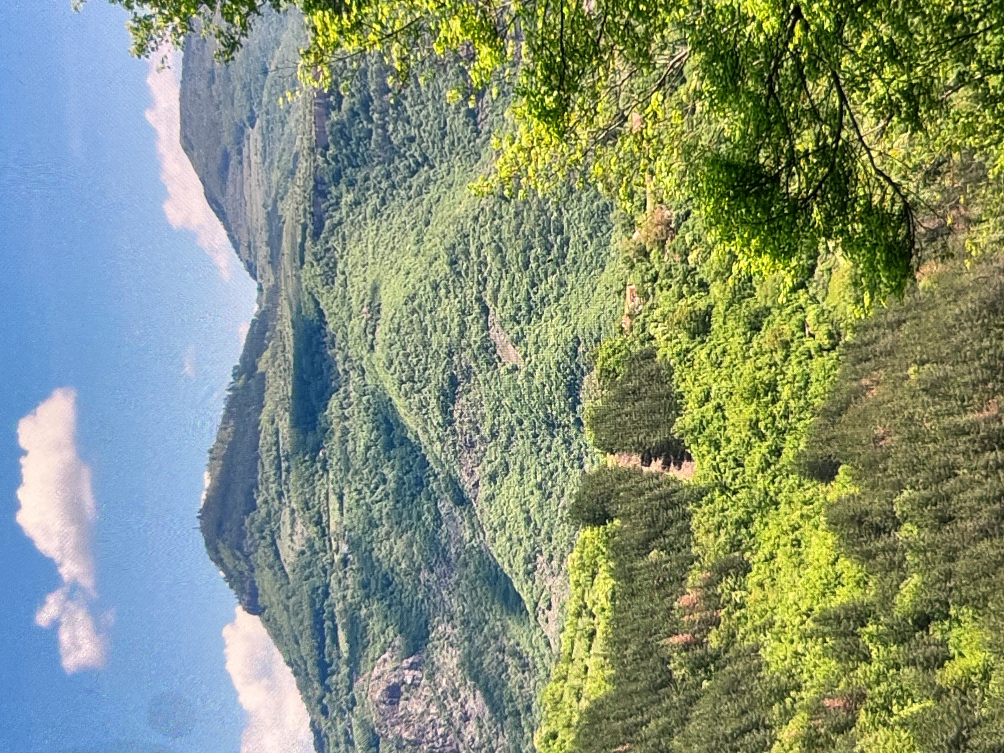 The image shows a view of lush green mountains and forested slopes under a blue sky with scattered white clouds. In the foreground, the bright green leaves of trees are prominent. The middle ground features a dense forest covering the slopes, with variations in the green hues suggesting different types of trees or varying levels of sunlight. In the background, two prominent peaks rise, the one on the left appearing steeper and more rugged, while the one on the right is smoother and more rounded. Terraced patterns are visible on the slopes of the mountains. A few scattered buildings with reddish roofs can be seen nestled among the trees in the middle distance. The overall impression is of a serene and verdant natural landscape.