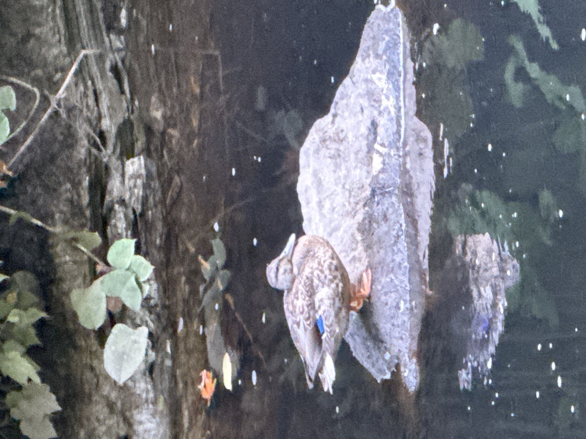 A mallard duck is perched on a rock in a body of water. The duck is facing right, with its head turned slightly towards the viewer. Its plumage is mottled brown and white, with a blue speculum visible on its wing. Its feet are orange. The rock the duck is sitting on is grey and has a rough texture. The water is dark and reflects the duck and the rock. In the background, there is a rocky bank with some green foliage. The scene appears to be in a natural setting, possibly a park or nature reserve. This image was taken in Burnaby, Canada.