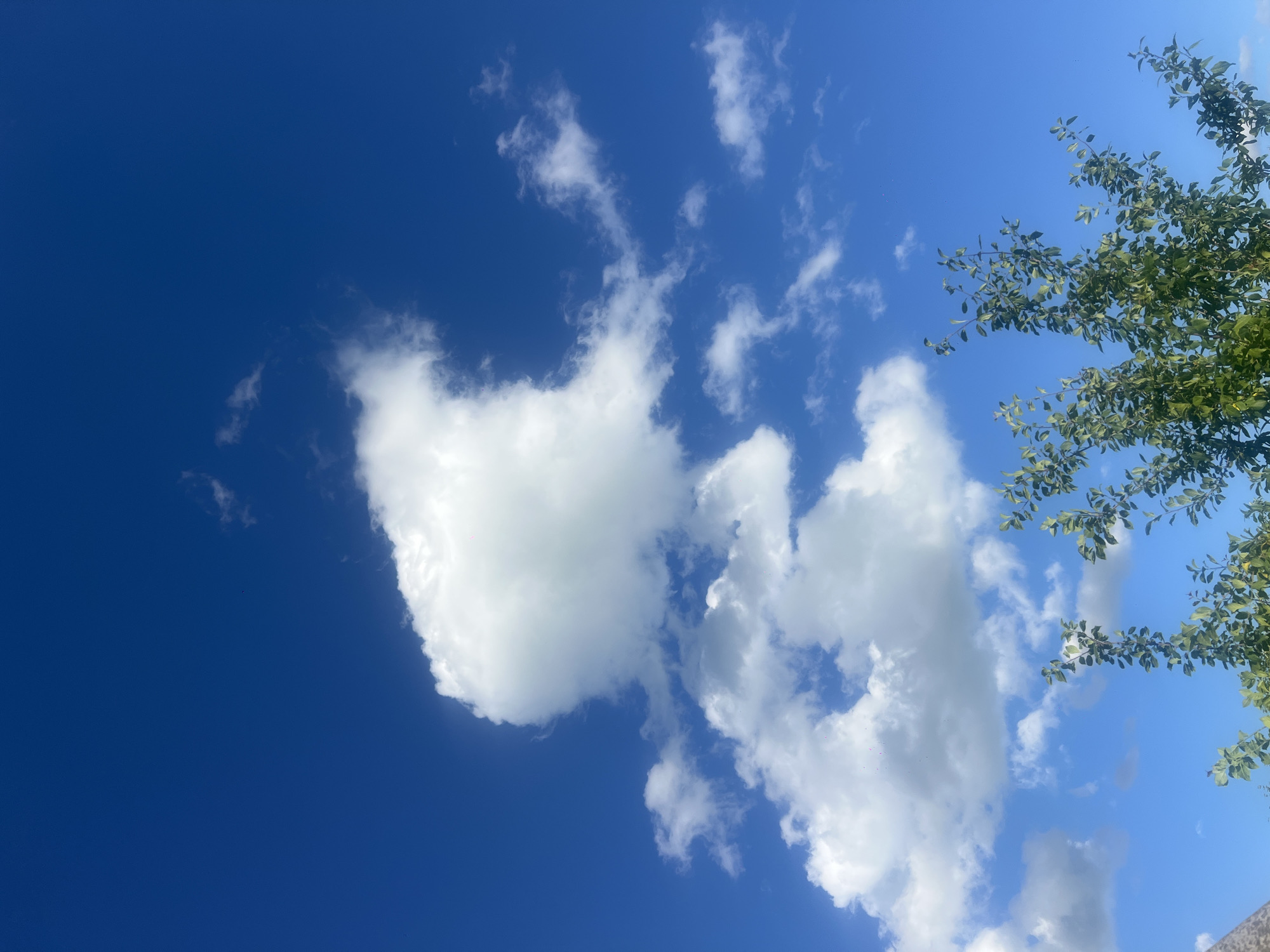 A bright, clear blue sky dominates the upper portion of the image, punctuated by several fluffy white clouds. In the lower part of the frame, the leafy green branches of a tree extend upwards, partially obscuring the sky. The scene suggests an outdoor environment, possibly a park or garden, under a sunny day. There are no people or specific buildings visible to indicate a precise city location, and therefore, no information about "Пигозино, Russia" can be extracted from the visual data.