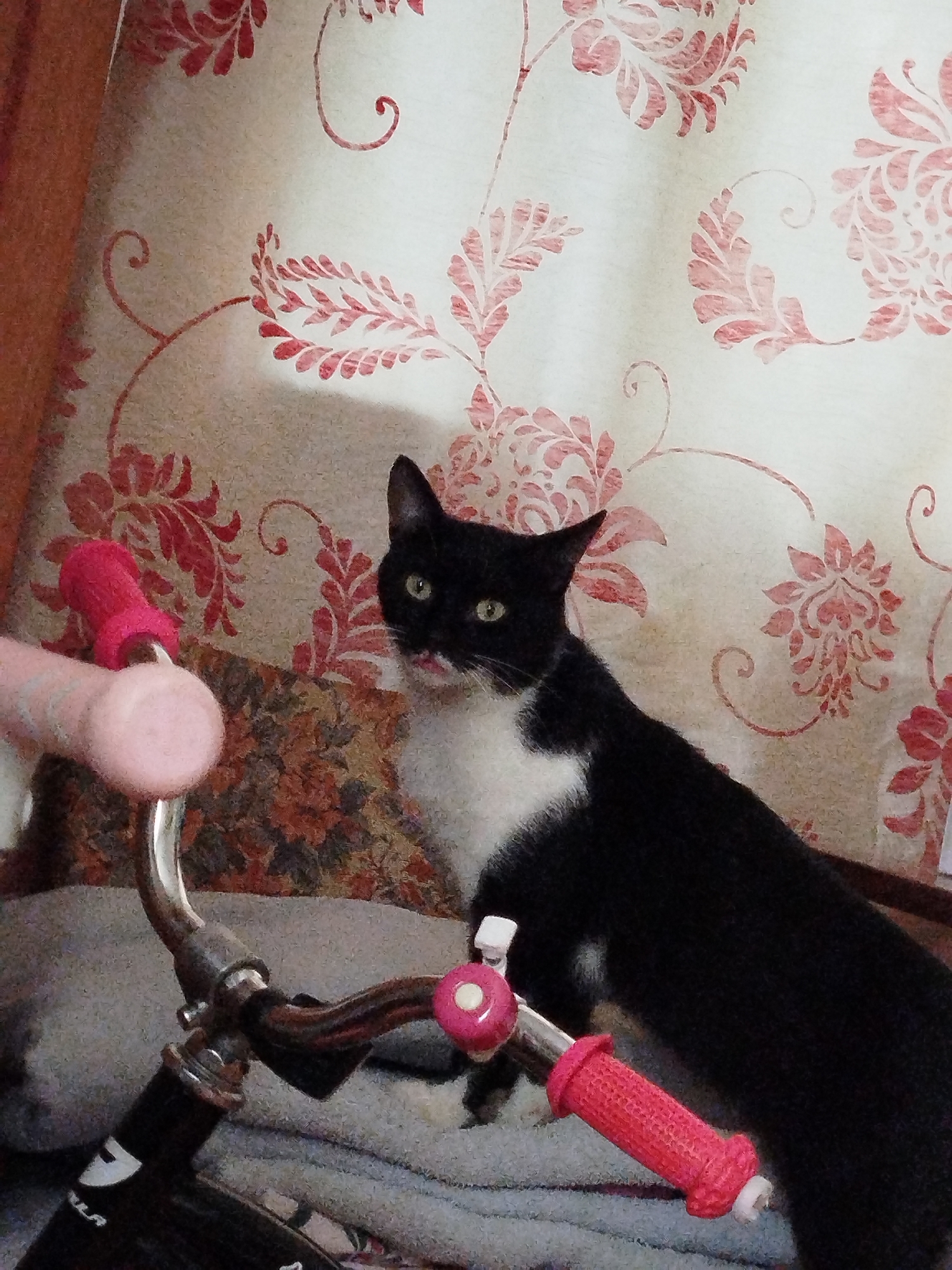 A black and white cat with green eyes is sitting on a gray blanket. The cat is looking to its left. In the foreground is a portion of a bicycle with pink handlebar grips and a pink bell. The background is wallpaper with a floral pattern in shades of red and cream. The scene is indoors.