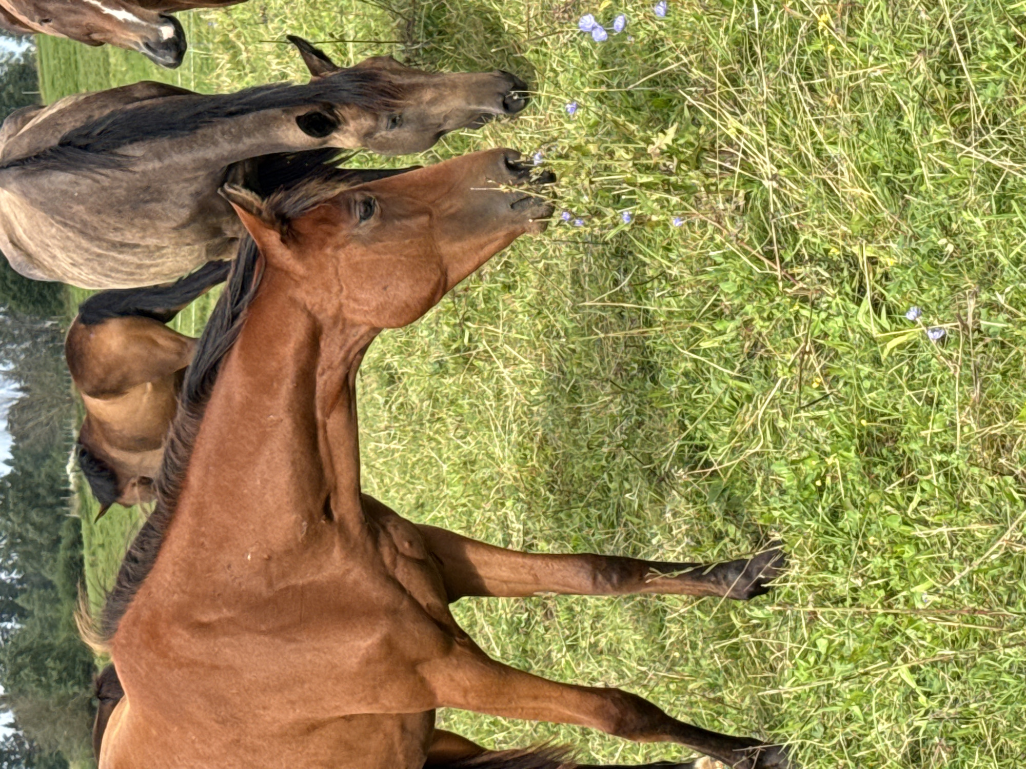 In Galinė, Lithuania, a herd of horses grazes in a sunlit meadow under a partly cloudy sky. The foreground is dominated by a chestnut horse, its head bent to nibble at the lush green grass and scattered blue wildflowers. Its muscular body and lean legs are clearly visible, partially obscured by the tall grass. Behind it, several other horses are visible: a dark brown horse with a black mane and tail, and another lighter brown horse partially visible on the far right, its head and neck showing. The background features a line of trees, their leaves a deep green, and a further expanse of rolling green hills. The overall scene depicts a peaceful pastoral setting.