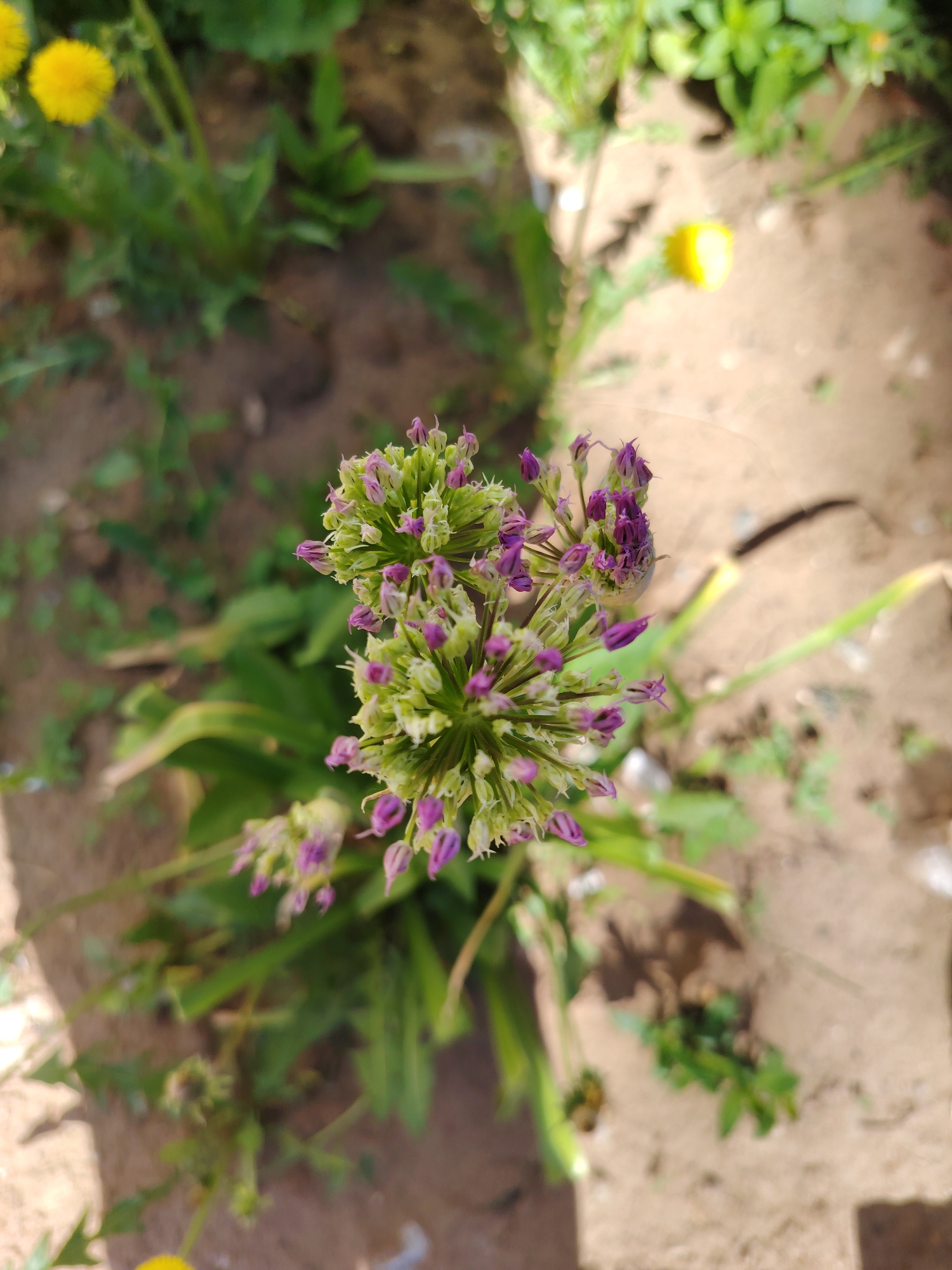 The image shows a flowering plant with a spherical cluster of green buds and small purple flowers. The plant is surrounded by green foliage and other plants in a patch of dry, sandy soil. Yellow dandelions are also visible in the background. The location is in a city with soil on the ground which suggests it's somewhere like a vacant lot or garden. Given the prompt specifies Chaikovsky, Russia, the image appears to depict a wild onion (Allium species) in a natural or semi-natural setting within the city.