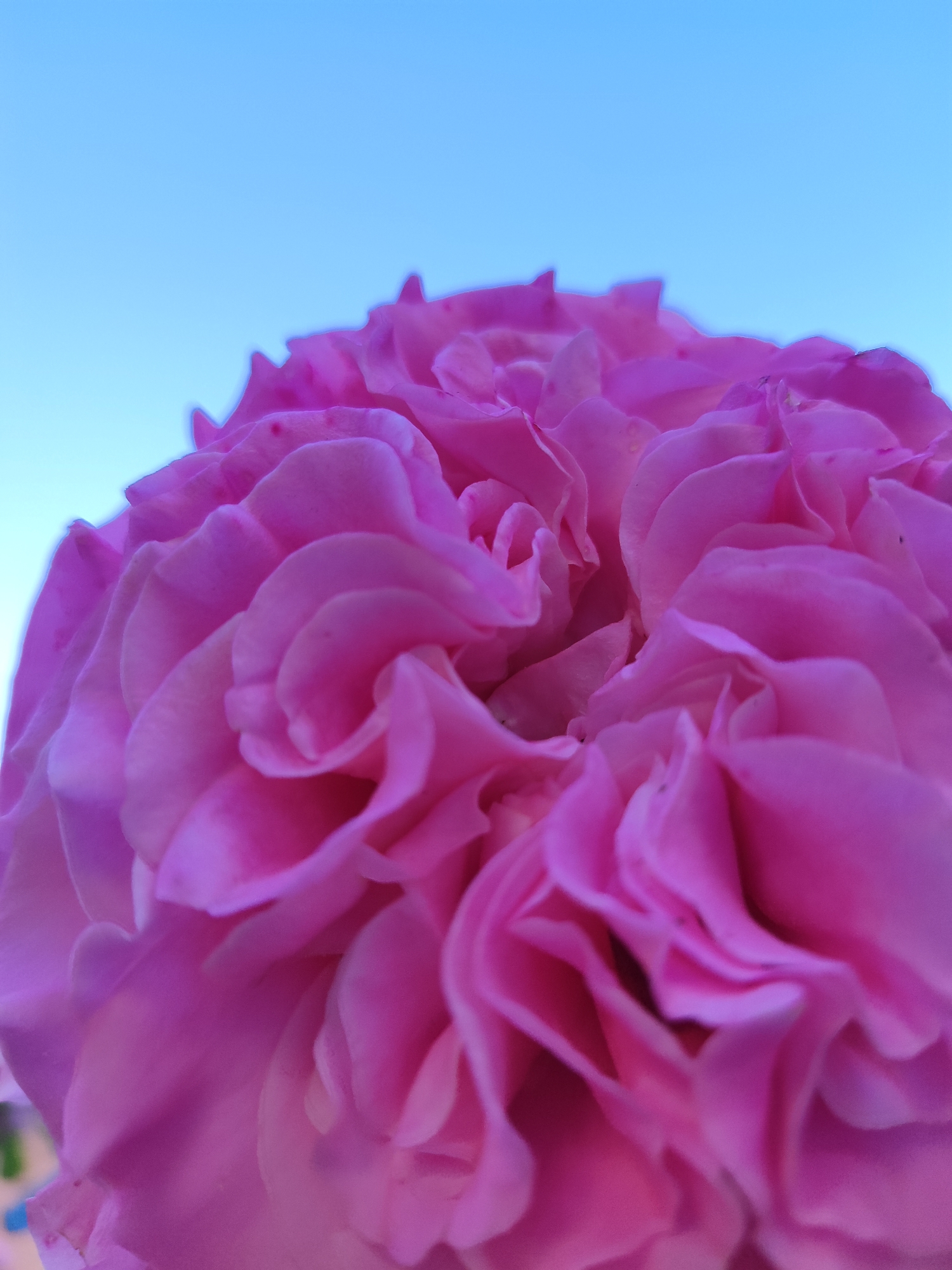 A close-up photograph shows a vibrant pink rose in full bloom against a clear, light blue sky. The rose's petals are tightly clustered, exhibiting a complex, layered structure. The overall impression is of a healthy, well-formed flower. The location of the photograph being in Krasnodar, Russia is not supported by the visual information in the image.