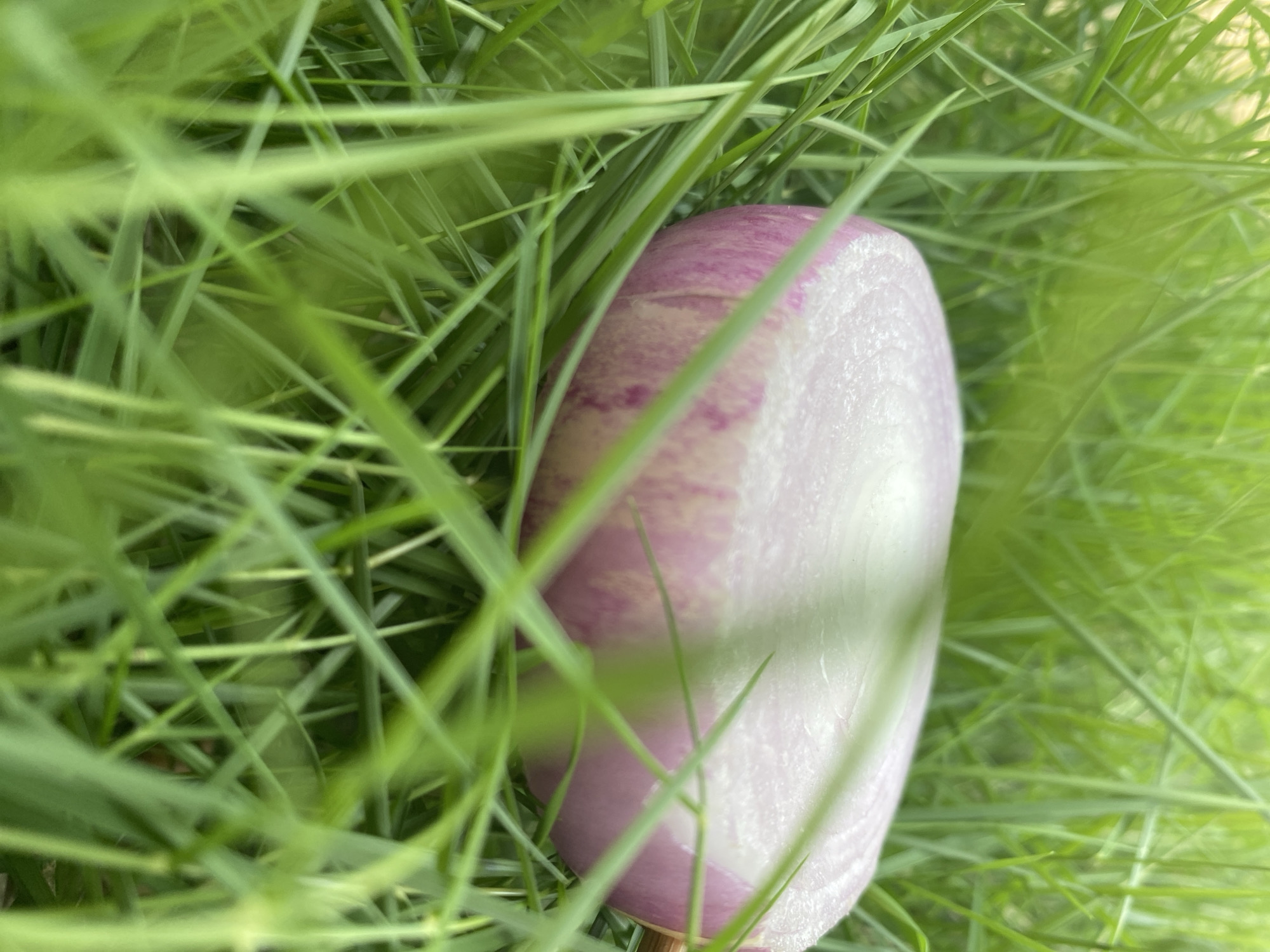 This close-up shot captures a cross-section of a vegetable, likely a red onion or a similar bulb, resting partially obscured within vibrant green grass. The vegetable slice is oriented vertically, displaying its concentric layers of pale white and deeper purple. The purple outer layers show some mottled, lighter patches.
The setting is outdoors, possibly in Maigizo, Nigeria, featuring dense, lush green grass that fills most of the frame. Some blades of grass are in sharp focus in the foreground and mid-ground, while others in the background appear softly blurred due to a shallow depth of field, creating a sense of immersion within the natural environment. The lighting suggests daylight, illuminating the grass and the vegetable clearly. There is no visible activity or specific event taking place, just the static placement of the vegetable in the grass. No people or text are visible in the image.