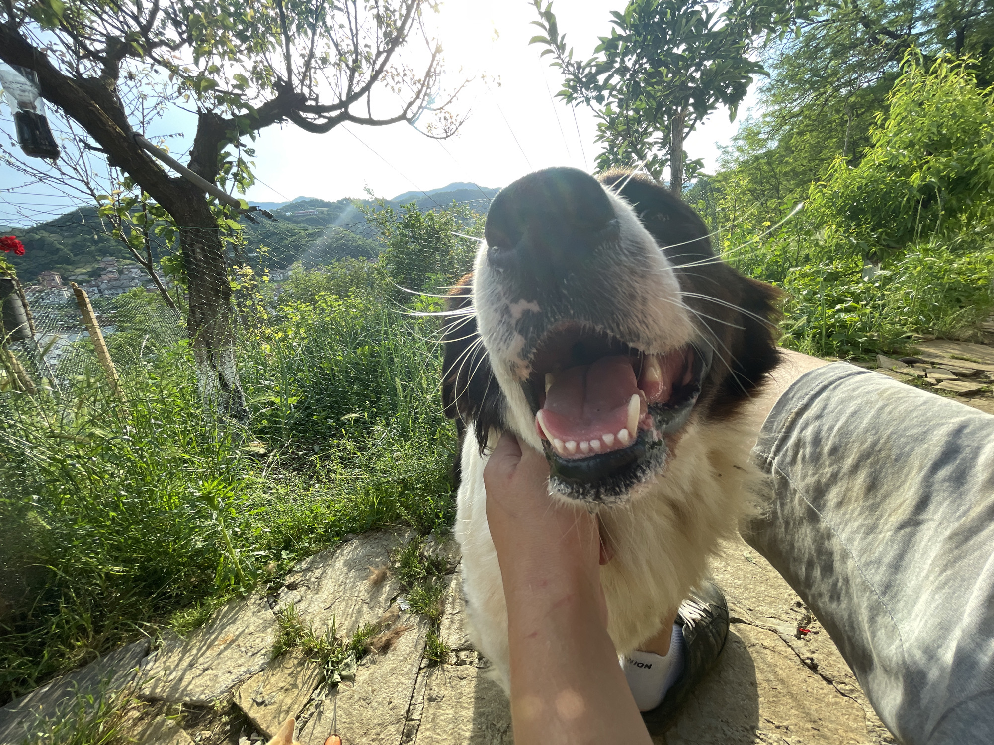 This is a close-up, selfie-style photograph taken outdoors in the city of Zlatograd, Bulgaria, during daytime. The image captures a dog's face in extreme close-up, with its mouth open, panting. The dog's snout and teeth are clearly visible. A person's hand is holding the dog's head from below, and a portion of the person's arm and leg, clad in grey sweatpants, is also visible. The background reveals a lush, green landscape with trees, vegetation, and distant rolling hills. Sunlight is strong, creating bright conditions and casting shadows. The overall setting appears to be a rural or semi-rural area within Zlatograd, characterized by its natural beauty and a relaxed, outdoor atmosphere.