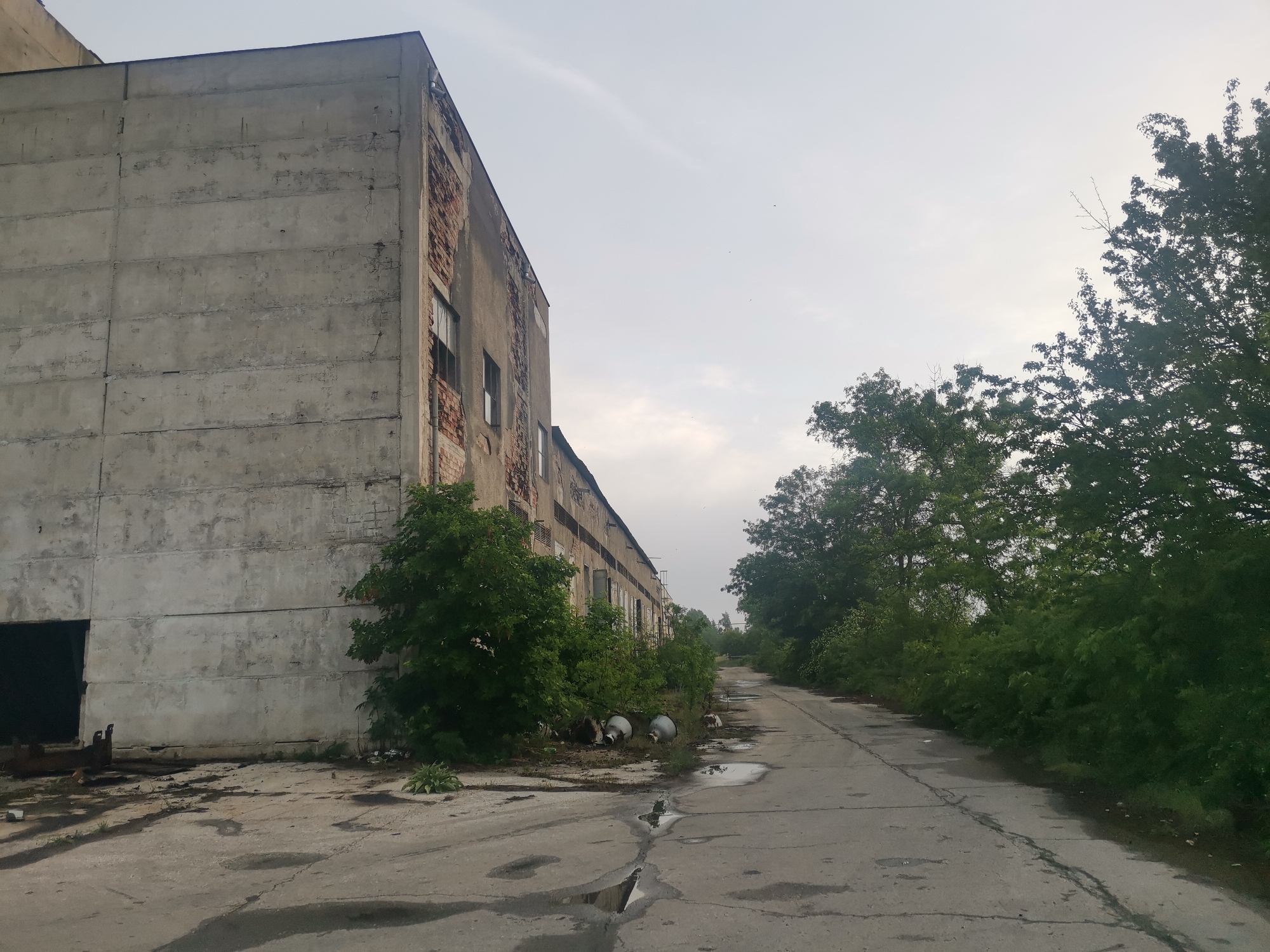 This media file captures a desolate scene within an abandoned industrial area in Zhivkovo, Bulgaria. The primary subject is a large, multi-story, derelict building constructed from grey concrete panels, dominating the left side of the frame. Its facade shows significant wear, with sections of plaster or outer layers having fallen away, exposing the red brickwork beneath, particularly around numerous broken and empty window openings.
An unkempt concrete or asphalt road, marred by cracks and puddles, stretches from the foreground into the distance, suggesting recent rain or poor maintenance. Along the right side of the road, a thick line of vibrant green trees and bushes forms a dense natural wall, while smaller bushes and weeds also grow against the base of the abandoned building and in cracks on the ground.
Further down the road on the left, a similar, equally dilapidated structure extends, partially hidden by the overgrown vegetation. Scattered objects near the building include dark, unidentifiable industrial equipment or scrap metal on the immediate left, and further down, two large, light-colored, vase-like or pot-like objects lying on their sides amidst the foliage.
The sky is overcast and a uniform light grey, indicating a heavily clouded day, possibly early morning or late afternoon given the diffused light. The scene is devoid of any human activity, reinforcing the pervasive sense of neglect, abandonment, and decay characteristic of a forgotten industrial site. There is no visible text in the image.
