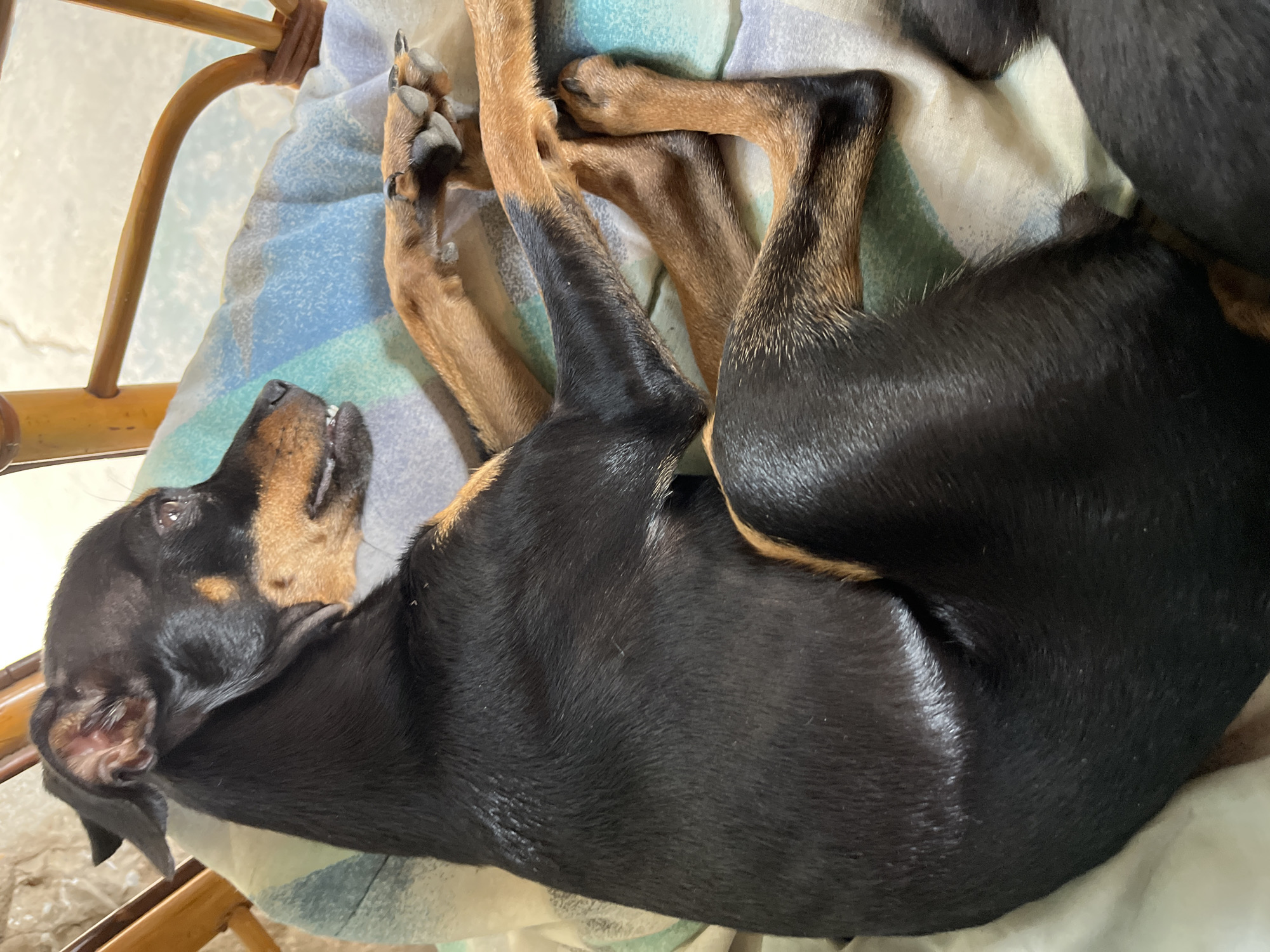 A small black and tan dog is resting on a colorful cushion placed on a woven chair. The dog is lying on its side, with its head turned to the right, and its mouth slightly open, revealing its teeth. Its paws are crossed over its body. The cushion has a pattern of blue, green, and white stripes. The chair appears to be made of wicker or bamboo and is positioned near a stone wall, suggesting an outdoor or semi-outdoor setting. The lighting indicates it is daytime. The scene is likely located in Juan Griego, Venezuela, as suggested by the context.