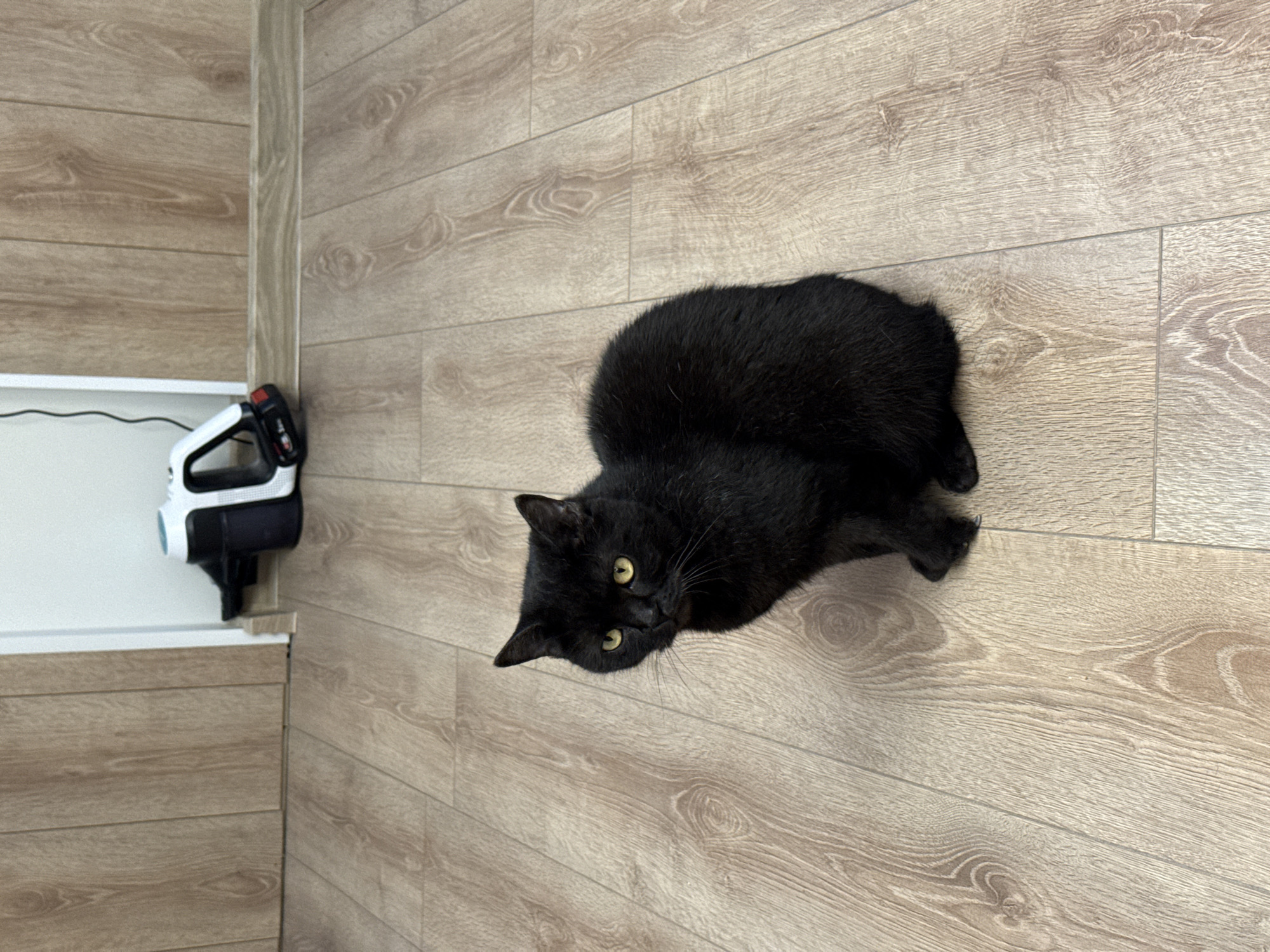 A black cat with yellow eyes sits on a light brown wood-paneled floor. The cat is facing the camera and appears to be looking directly at it. Behind the cat, near the base of a light-colored wall, is a black and white handheld vacuum cleaner. The wall has vertical wood paneling. The scene is indoors and appears to be a residential setting.