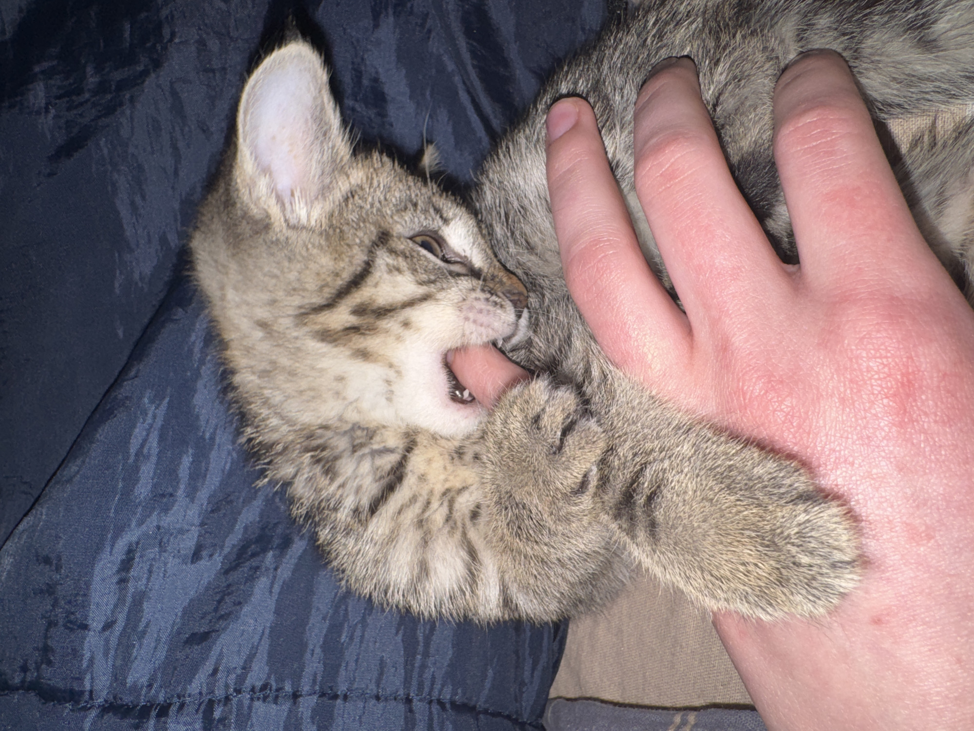 A tabby kitten is playfully biting a person's finger. The kitten is lying on a blue fabric surface, possibly a blanket or clothing. The location is not discernible in the image.
