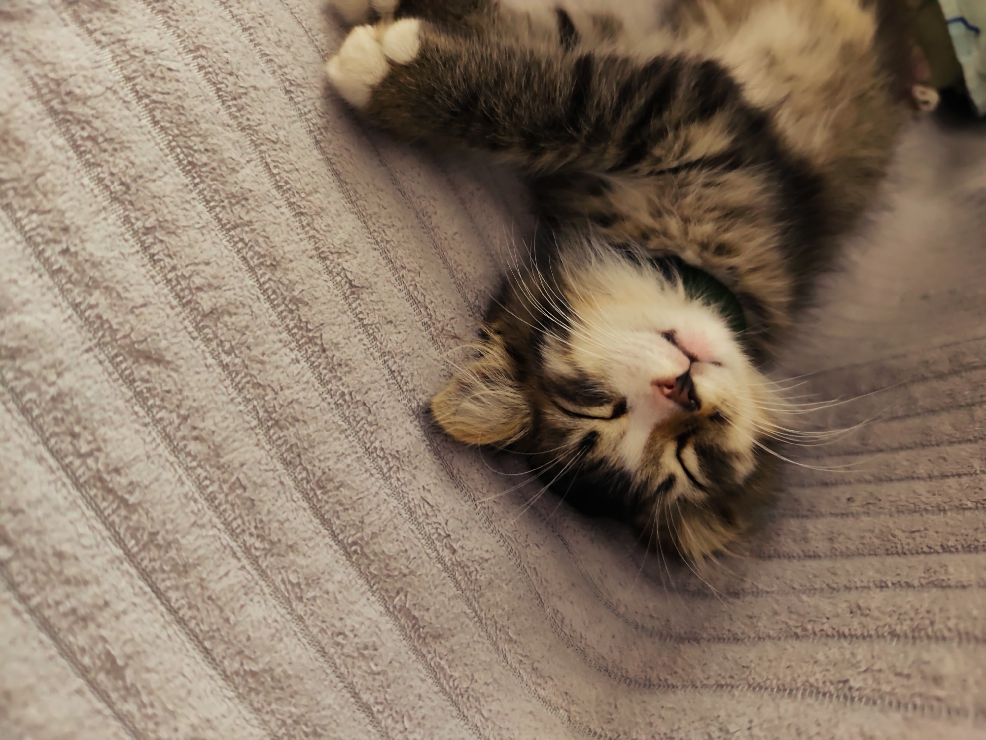 A kitten is sleeping on its back on a textured, beige blanket. The kitten's eyes are closed, and its mouth is slightly open. The kitten's fur is a mix of brown, black, and white tabby stripes. Its paws are extended, and one paw is visible in the upper left corner of the frame. The kitten is wearing a green collar. The background is a continuation of the beige blanket. The image is taken from a slightly elevated perspective, looking down at the kitten. The location is the city of Durlești, Moldova.