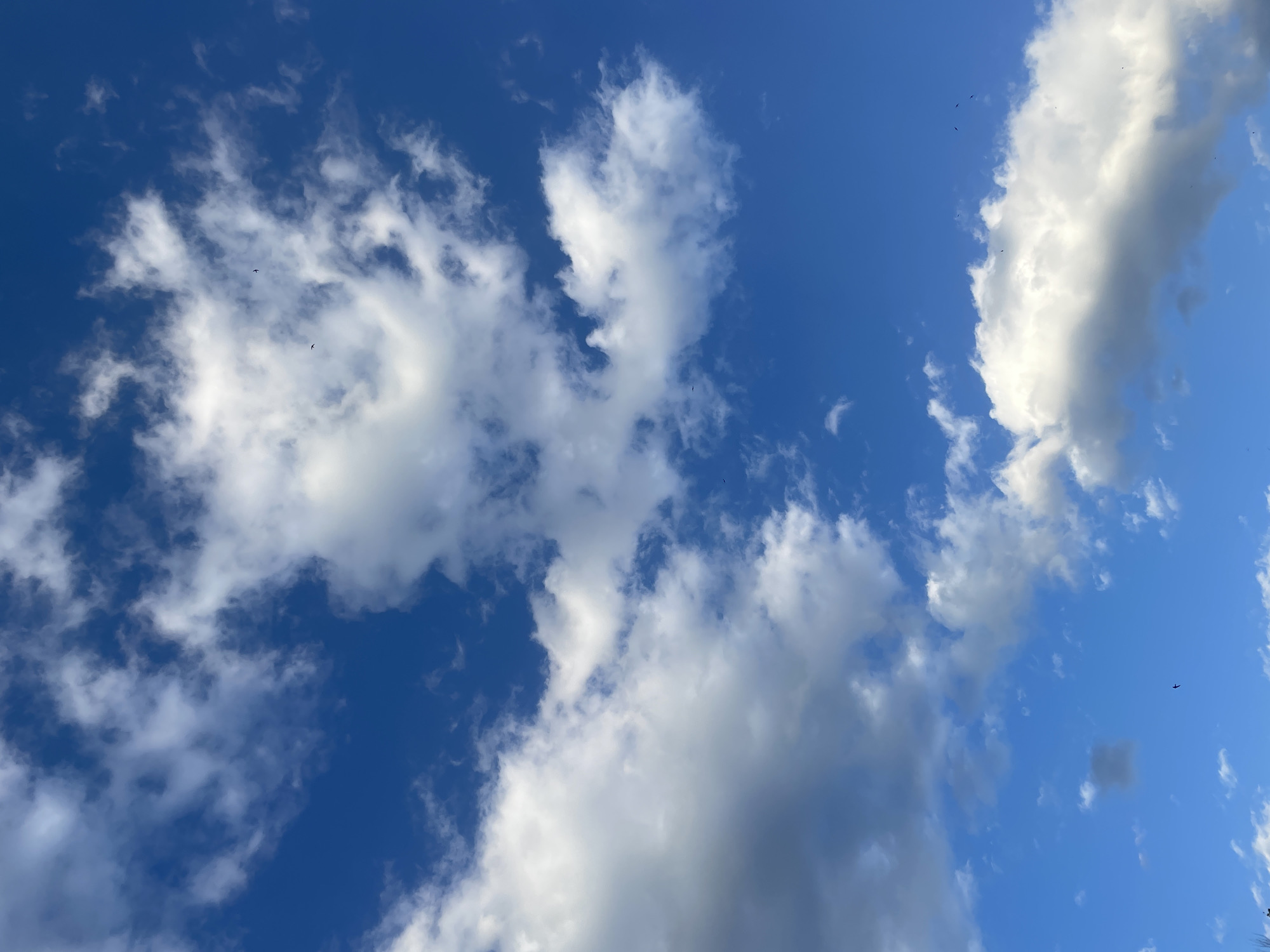 The image shows a blue sky with white clouds. There are several small, dark objects, potentially birds, scattered across the sky. The location is not identifiable as being within the city of Unknown, Unknown.