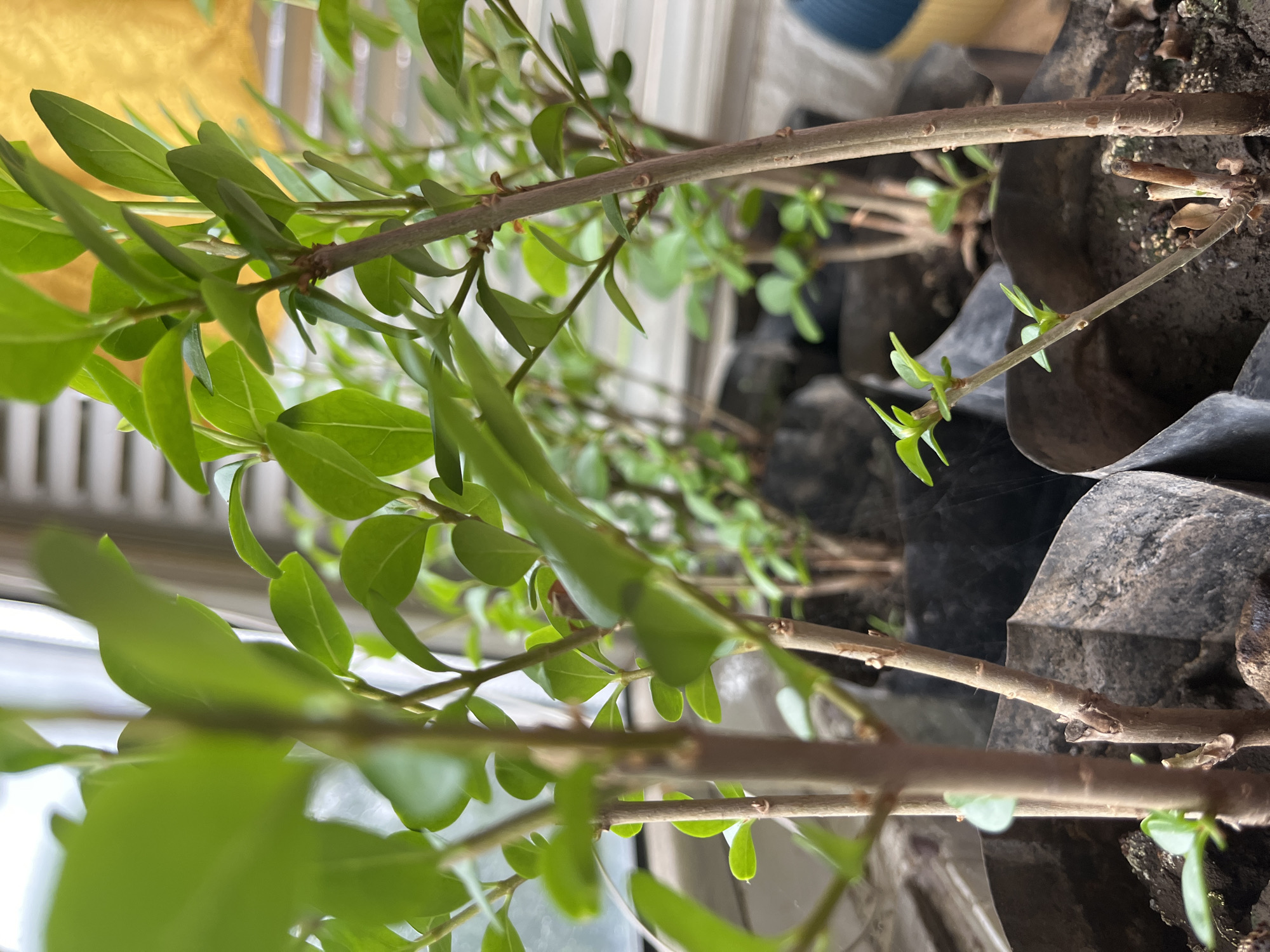 The image shows several small plants with green leaves and brown stems, likely seedlings, potted in black plastic containers. The pots are arranged closely together. The plants are viewed from a low angle, with some parts of the image out of focus. The background includes a blurry view of what appears to be a window or a light-colored wall. The location in the city of Pleven, Bulgaria is not evident in the image.