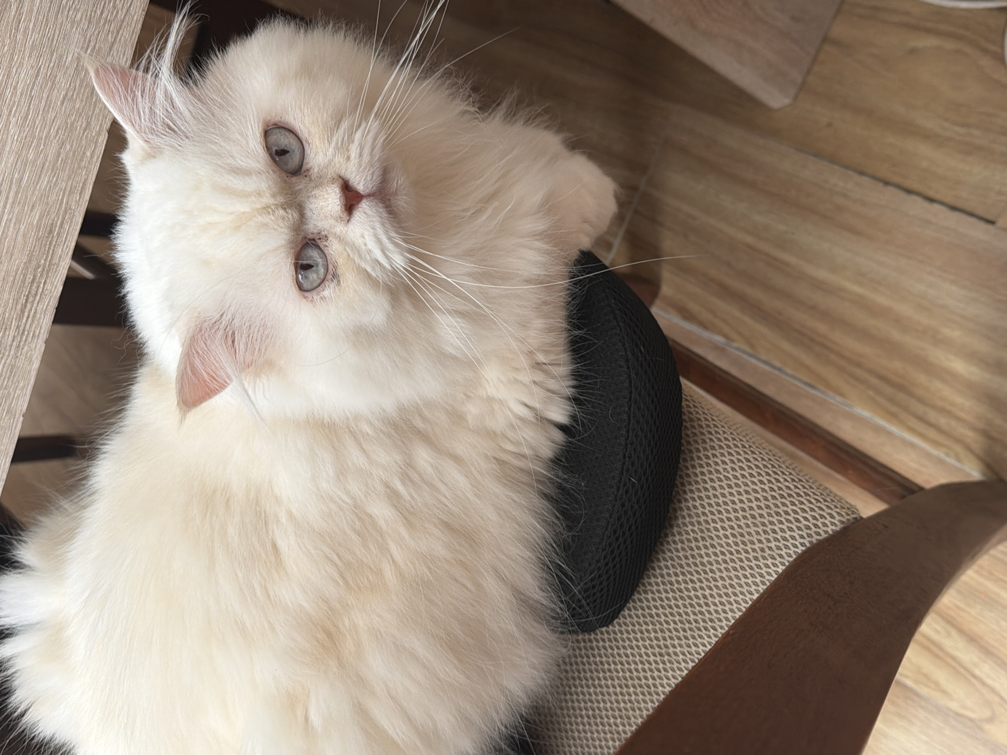 A cream-colored Persian cat with blue eyes is sitting on a black cushion on a chair. The cat is looking directly at the camera with a slightly annoyed expression. The chair has a wooden frame and a light-colored textured seat. The background consists of a wooden floor and part of a table. The scene is indoors.