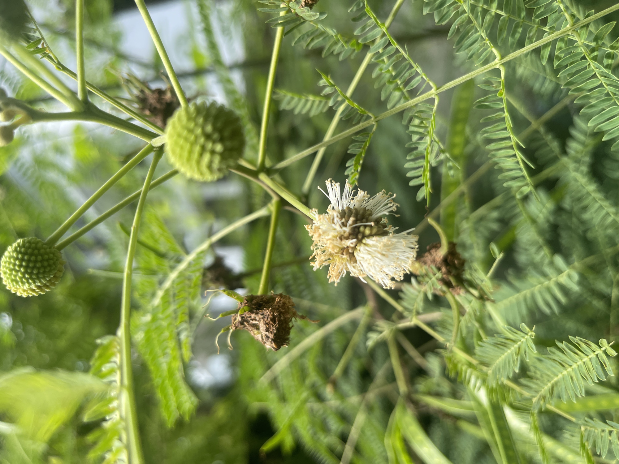 A close-up, shallow-depth-of-field photograph shows a flowering branch of a plant, likely in Julicotmeurak, Indonesia. The main subject is a white, fluffy flower in the center, with delicate petals. To the upper right and left of the flower are two green, spherical seed pods with a bumpy texture. The plant has compound leaves with small, oblong leaflets arranged along thin stems, appearing in various stages of focus throughout the frame. There are also dried, brown remnants of previous blooms or seed structures attached to the stems. The background is softly blurred, suggesting a natural, possibly garden or wild environment.