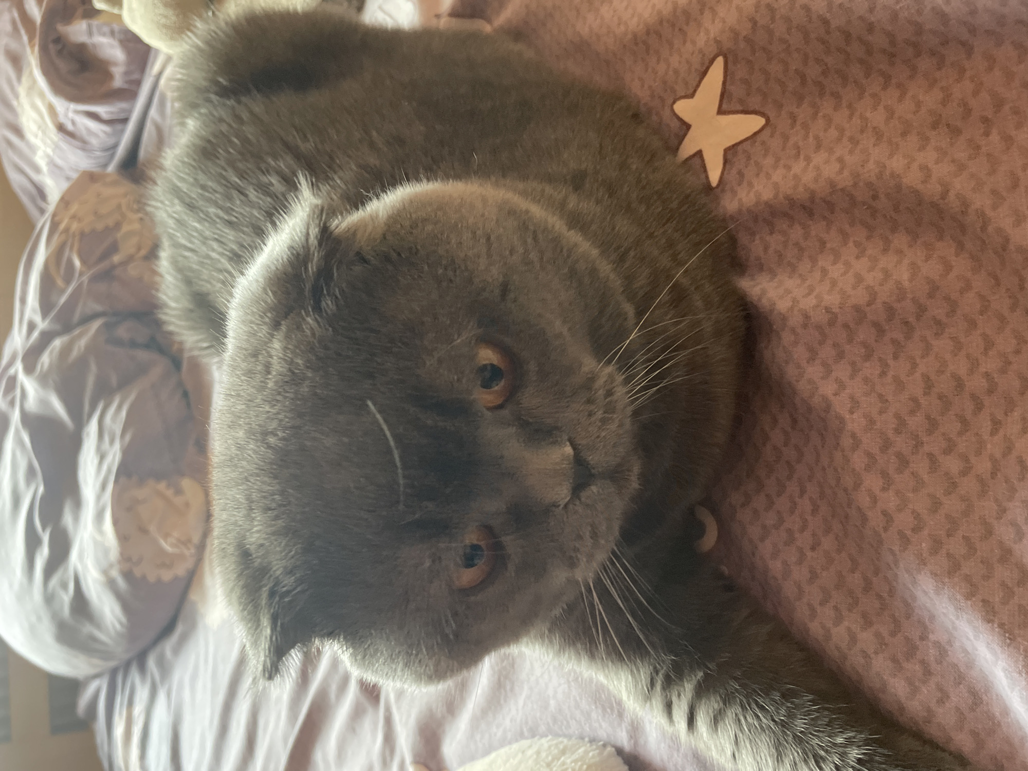A gray Scottish Fold cat is lying on a light purple patterned bedspread with a star applique. The cat's head is facing the viewer, and its amber eyes are visible. A portion of white bedding is visible on the left side of the image.