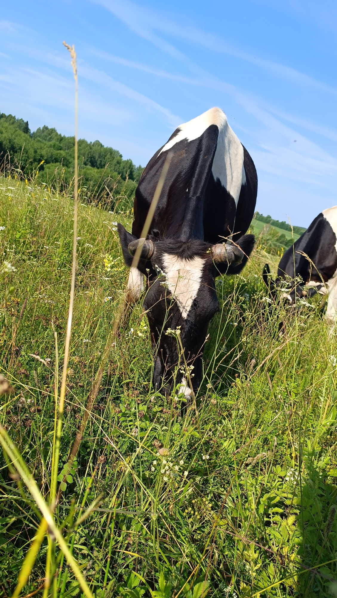 A black and white cow is grazing in a field under a bright blue sky with scattered white clouds. The cow is facing the camera, with its head down among the tall green grass and wildflowers. Another cow, partially visible on the right, is also grazing. In the background, a line of green trees forms the horizon. The foreground is filled with tall grass and some blurry plants. The overall scene depicts a peaceful pastoral setting. There is no indication of Karsha, Russia in the image.