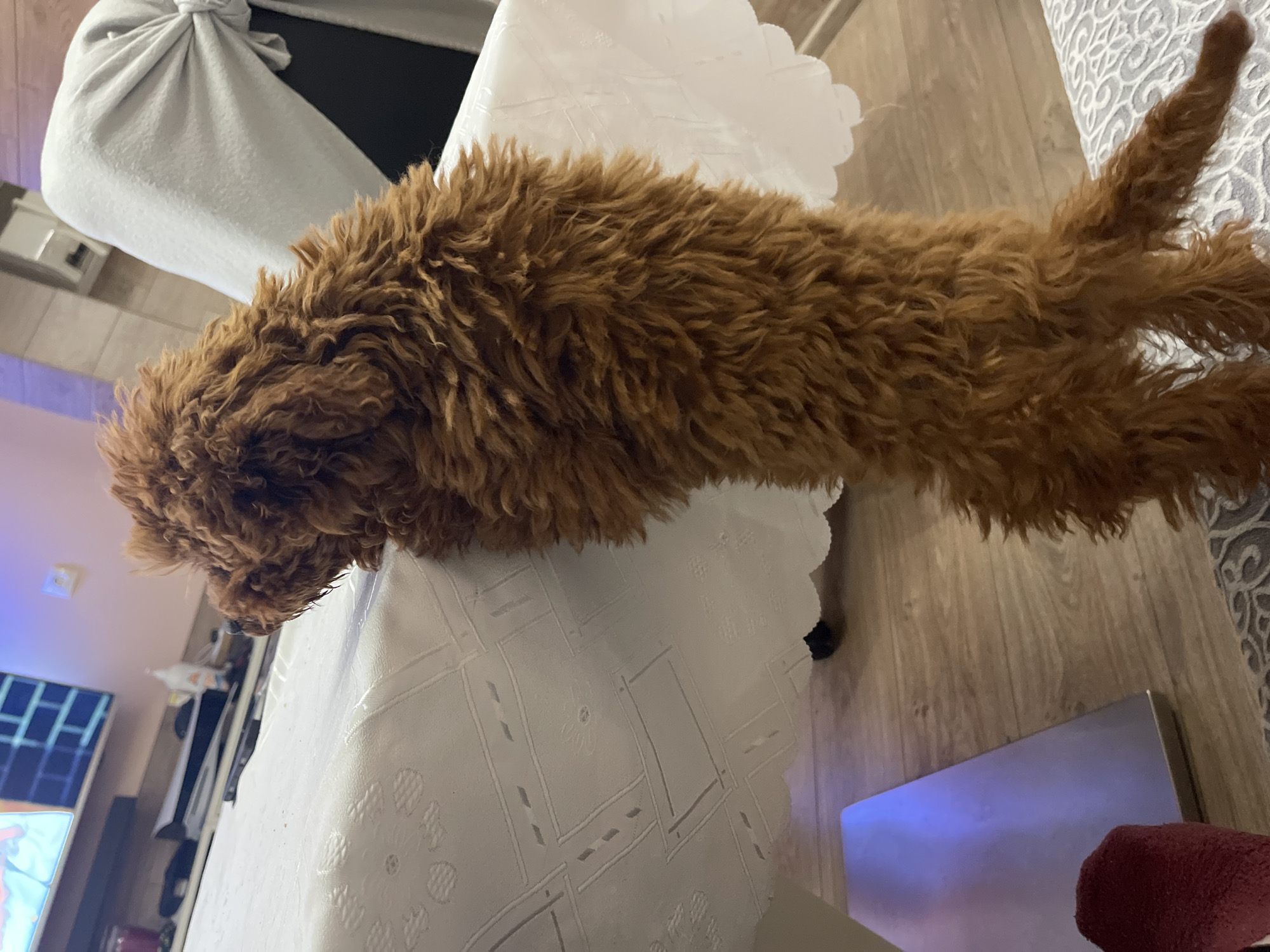 An indoor scene in Sofia, Bulgaria shows a reddish-brown, curly-haired dog, likely a poodle or doodle breed, resting on a white table. The dog is stretched horizontally across the frame, with its head towards the left and its tail towards the right. The table is covered with a white tablecloth featuring embossed or embroidered patterns and a scalloped edge.
In the background, behind the dog's head, a piece of light gray fabric is draped over furniture, possibly a chair back. Further left, a television screen is visible, displaying a grid pattern and some colorful elements, suggesting it is turned on. The floor beneath the table is made of wooden planks. To the right of the dog's body, a gray and white patterned rug is visible on the floor. On the floor below the table, a laptop or tablet with a glowing blue screen is present, alongside a red, fuzzy object, possibly a toy or cushion.
The lighting in the room appears to be dim, with light primarily emanating from the electronic screens, suggesting it may be evening or nighttime. The dog seems calm and relaxed in its resting posture. There is no visible text in the image.