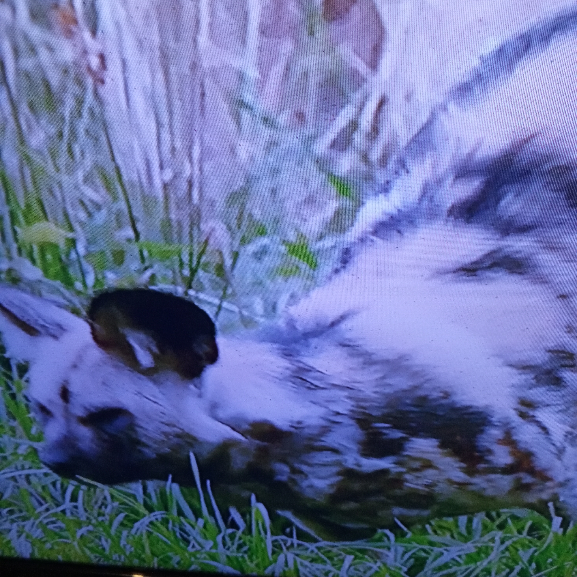 The media file is a close-up, slightly blurry, and pixelated image of an African wild dog lying in grass. The dog's head and face are visible on the left side of the frame, with its dark ears and mottled fur clearly discernible. The rest of its body is also visible, showing a pattern of black, white, and brown patches. The dog appears to be resting or sleeping, with its body stretched out. The background consists of tall, dry grasses and some out-of-focus greenery, suggesting an outdoor, natural setting. The lighting is diffuse, and it is difficult to determine the time of day or weather conditions. There is no visible text in the image. The overall impression is one of a wild animal in its natural habitat.