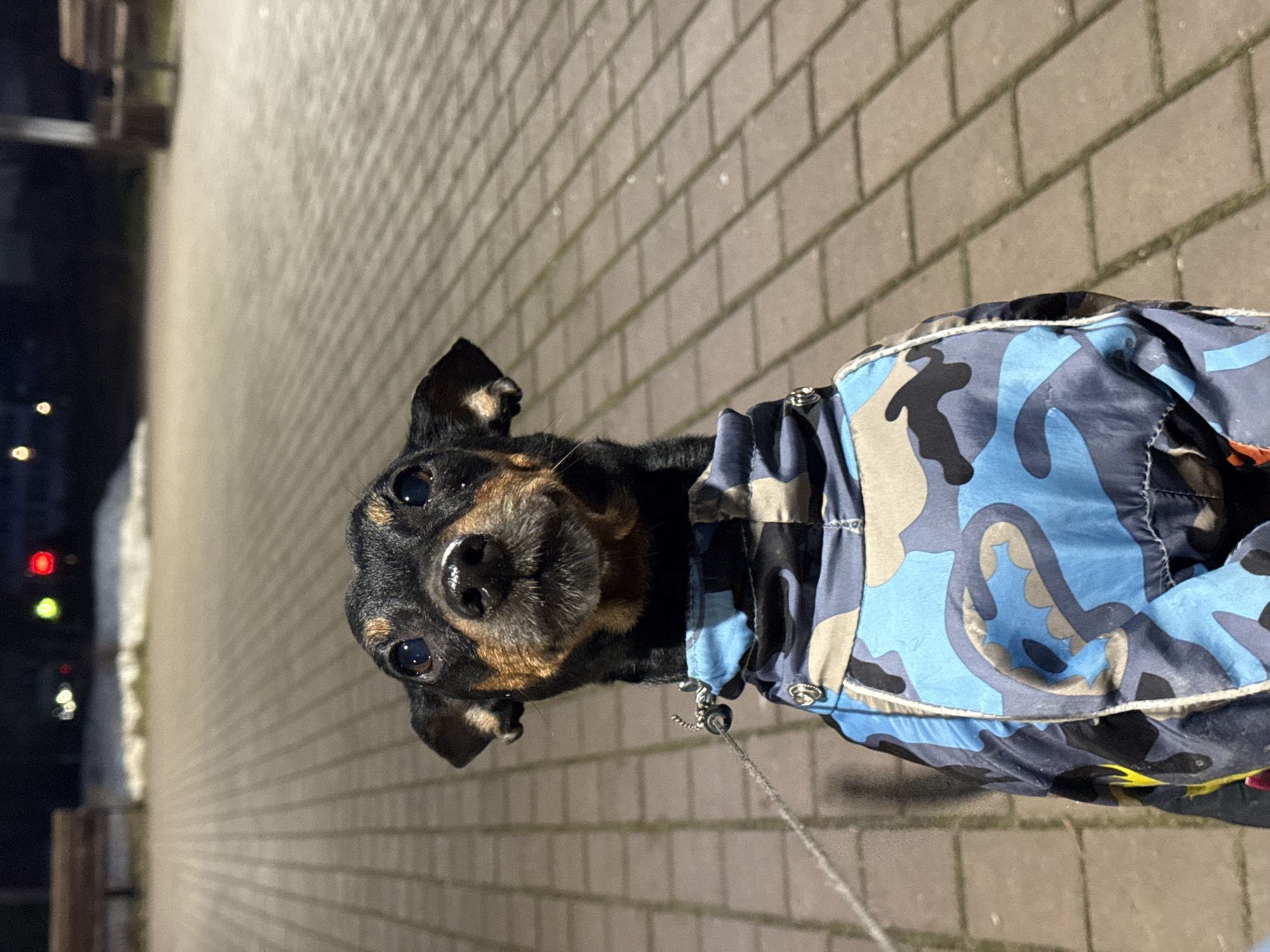 A medium shot depicts a black and brown Miniature Pinscher dog wearing a blue and gray camouflage print coat. The dog is on a leash and looking up at the camera. The background consists of a brick walkway and in the distance, on the left, are blurred lights of a building, possibly in the city of Chaikovsky, Russia. It is nighttime, and artificial lighting is present, casting light across the brick surface. The image is oriented vertically.