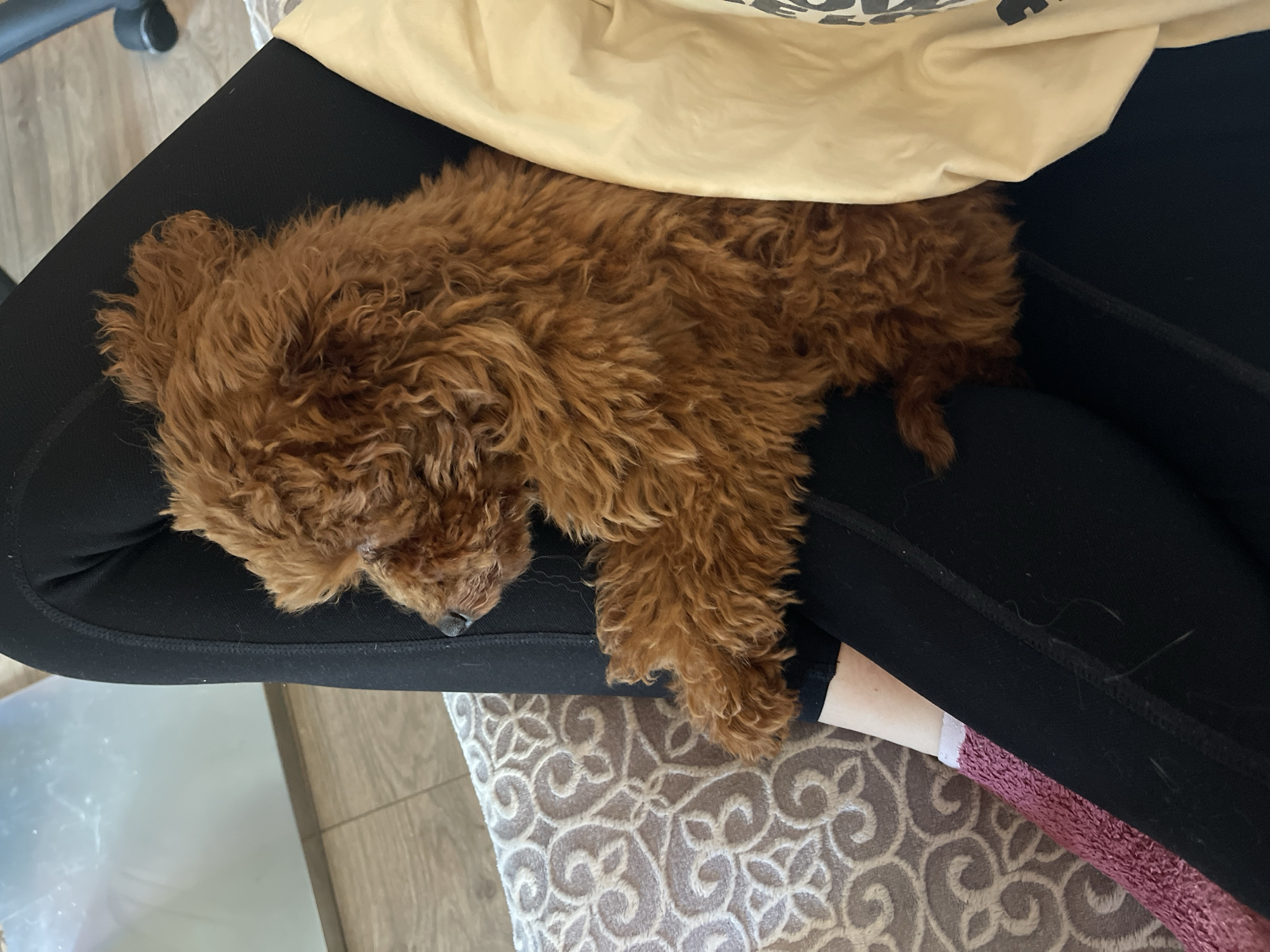 A reddish-brown curly-haired puppy is sleeping on a person's lap. The person is wearing black leggings and a light yellow shirt. The puppy is mostly on the person's left leg, and one of its front paws is draped over the right leg. The person is sitting in an office chair, as part of the chair is visible in the top left of the image. The chair is positioned on top of a brown and beige patterned carpet. The location in the city of Sofia, Bulgaria, cannot be identified from the provided image.