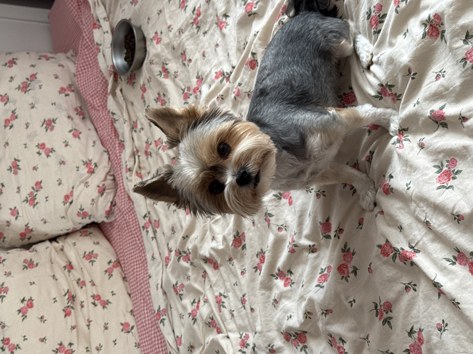 A small, gray and tan Yorkshire terrier is lying on a bed covered with a floral-patterned sheet. A food bowl containing dry kibble is visible in the upper left corner of the image. The bed has pillows with a matching floral pattern and a red and white gingham trim. The photograph appears to be taken from an overhead perspective. There is no indication of the location being Krasnodar, Russia.