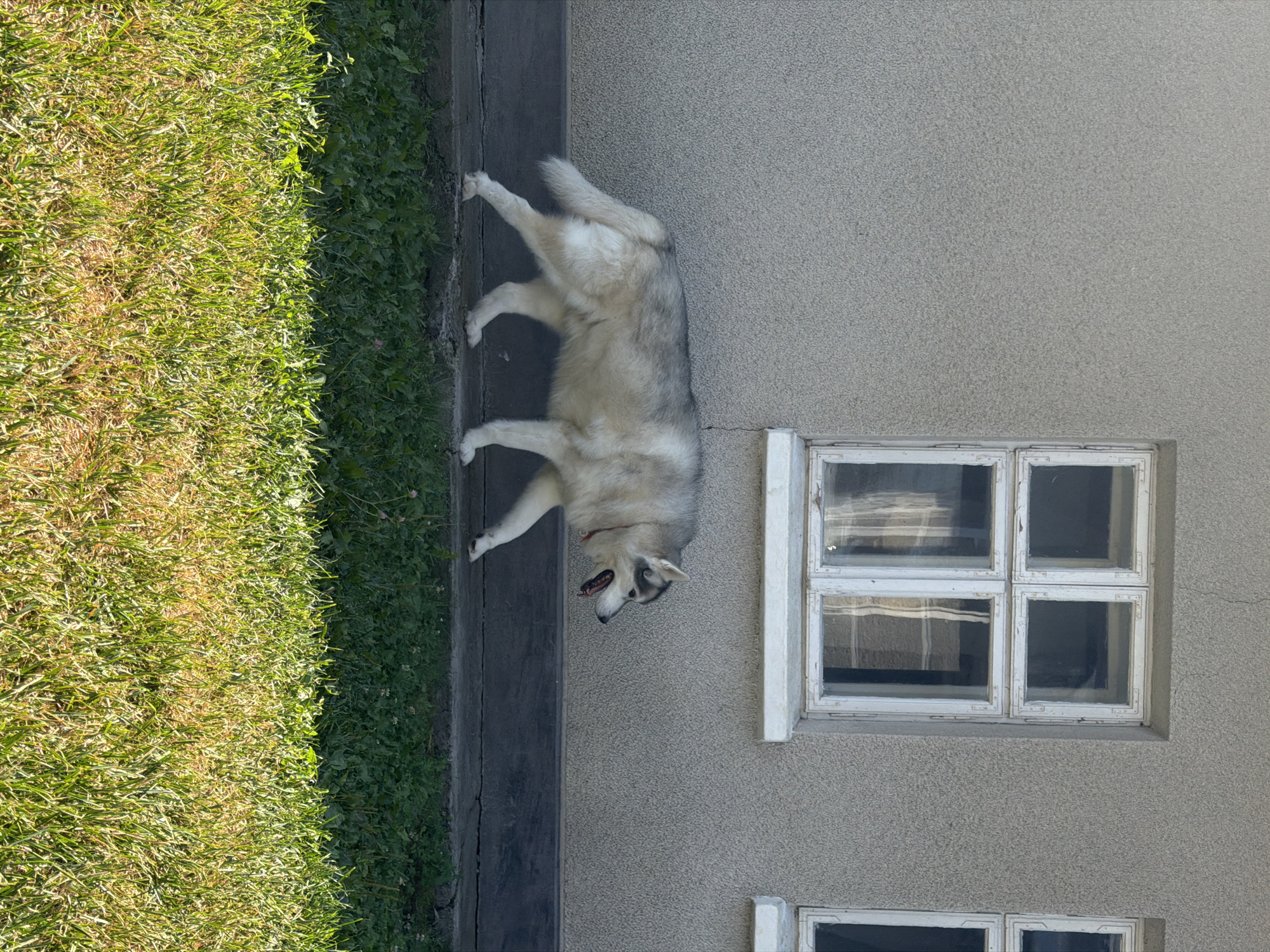 An adult husky dog, primarily gray and white with black markings around its eyes, walks from left to right in the middle ground of the image. The dog is wearing a red collar and its mouth is open, appearing to pant. The dog is walking on a concrete ledge in front of a textured, light gray building. The building has two windows visible, each divided into four panes by white frames. The windows are reflective, showing a distorted image of what appears to be sunlight and possibly the interior of the building. In the foreground, there is a patch of green grass, some of which appears sun-dried and yellowish. The scene is lit by bright sunlight, casting shadows.