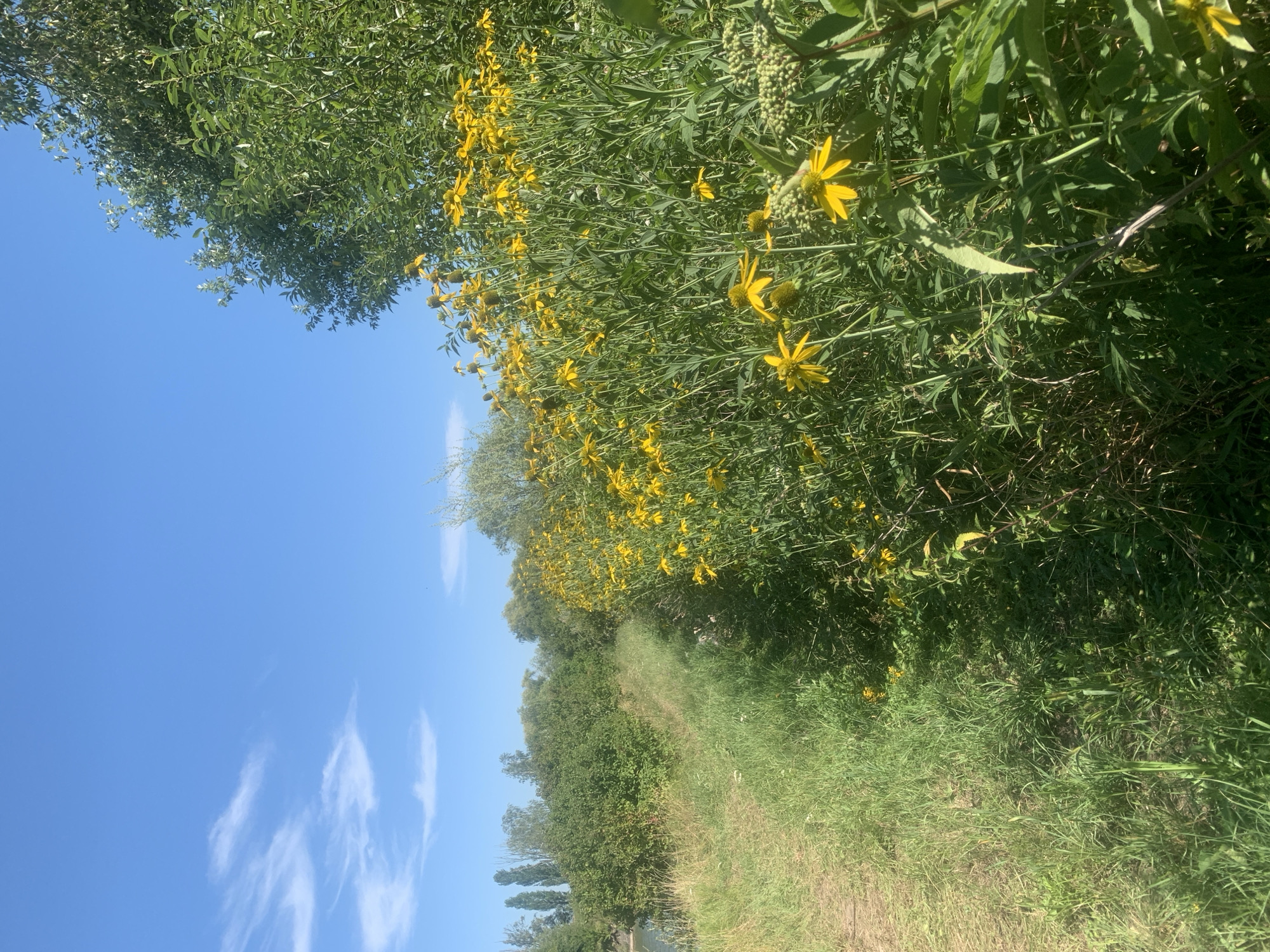 The image depicts a sunny outdoor scene with a bright blue sky and a few wispy white clouds. In the foreground, a dense patch of tall yellow flowers with dark centers dominates the right side of the frame, their petals pointing outwards. These flowers are growing amidst lush green foliage. To the left of the flowers, a dirt path runs alongside a grassy area. Beyond the path and flowers, a line of trees and bushes stretches across the middle ground, with more distant trees visible on the horizon. The overall environment suggests a natural setting, possibly a field or park in Pidhaichyky, Ukraine. There are no people or animals visible in the image, and no specific actions or interactions are depicted. The scene is static and focuses on the natural landscape under clear skies.