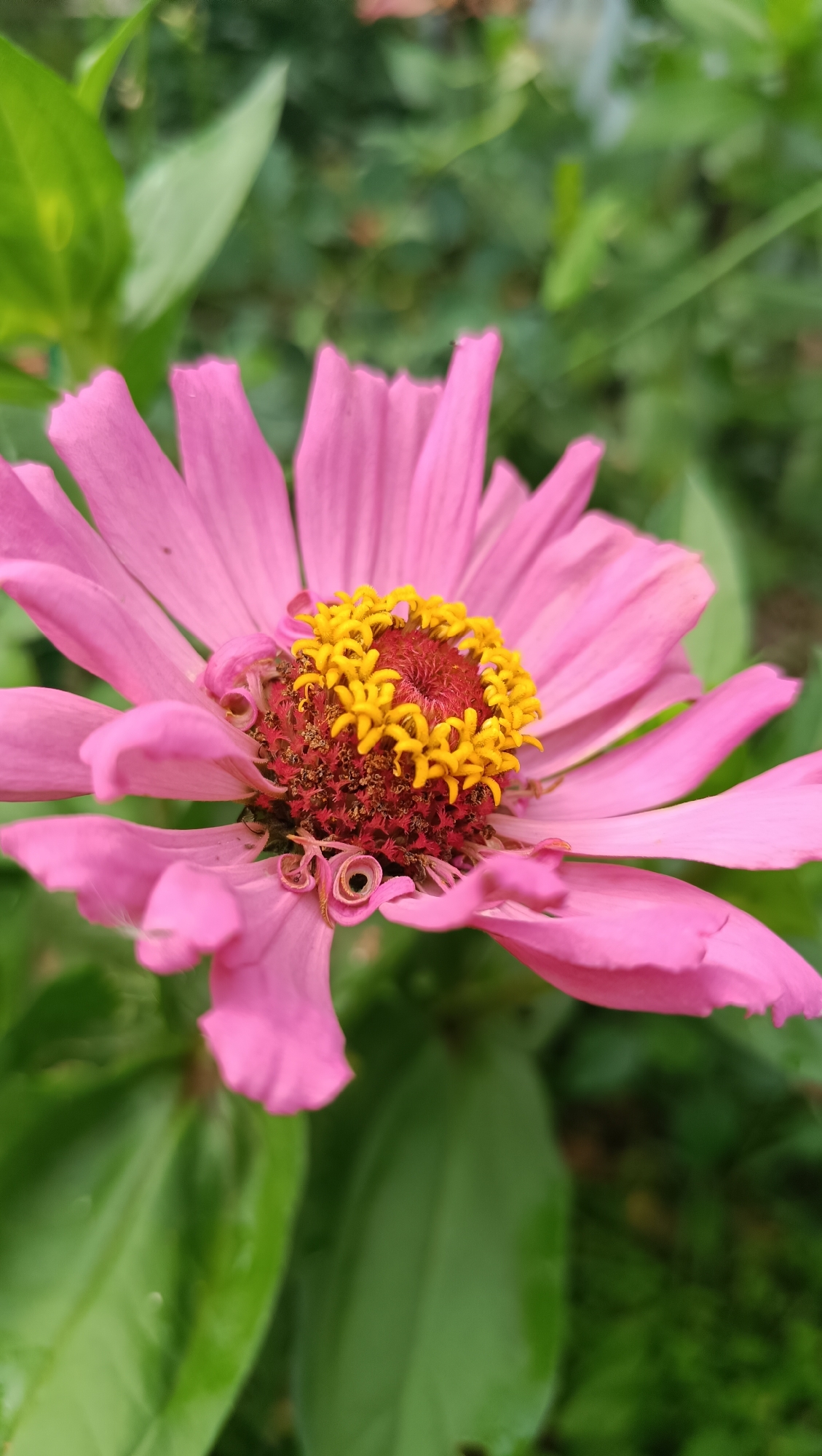 A close-up, vertical shot focuses on a bright pink zinnia flower. The flower's petals, tinged with a lighter shade on the edges, radiate outwards from a central, complex disc. This disc features a deep red center surrounded by a ring of vibrant yellow stamen. The background is a soft blur of green foliage, suggesting an outdoor garden setting. There is no indication of the city of Karsha, Russia, or any people present in the image. The lighting is natural, highlighting the textures and colors of the flower.