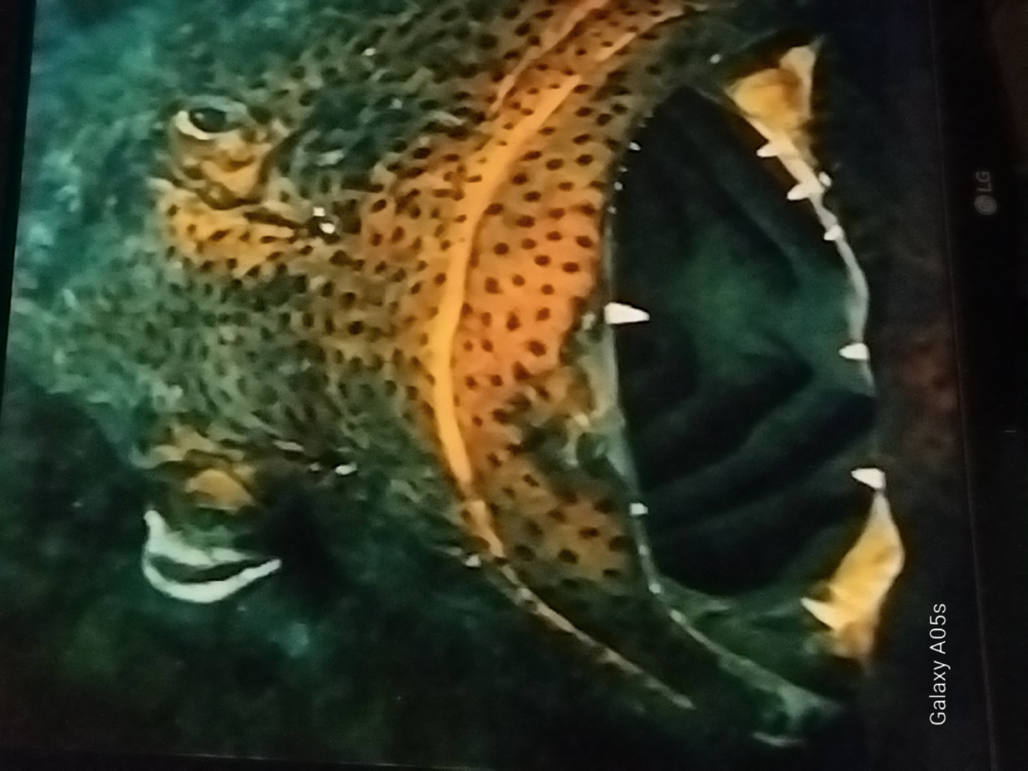 The image shows a close-up of a fish with its mouth open, revealing sharp teeth. The fish has a patterned skin with orange and brown spots. The background is dark and blurry, suggesting it is underwater. The text "Galaxy A05s" and the "LG" logo are visible at the bottom of the image, indicating it was taken with a Samsung Galaxy A05s phone and is displayed on an LG screen. There is no information about the city of Druzhba, Russia, in the image.