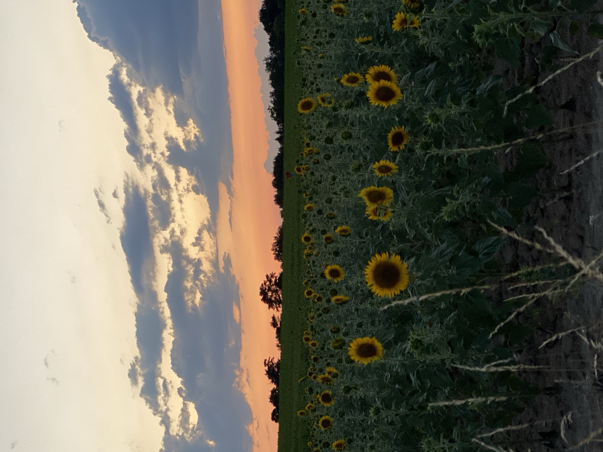 An image captures a field of sunflowers at dusk in Courpière, France. The sky is painted with hues of orange and yellow from the setting sun, with dramatic clouds casting shadows. The sunflowers, their faces turned towards the fading light, fill the foreground and midground. A line of trees forms a silhouette against the horizon. The ground is rough, with some dry grasses visible in the lower portion of the frame.