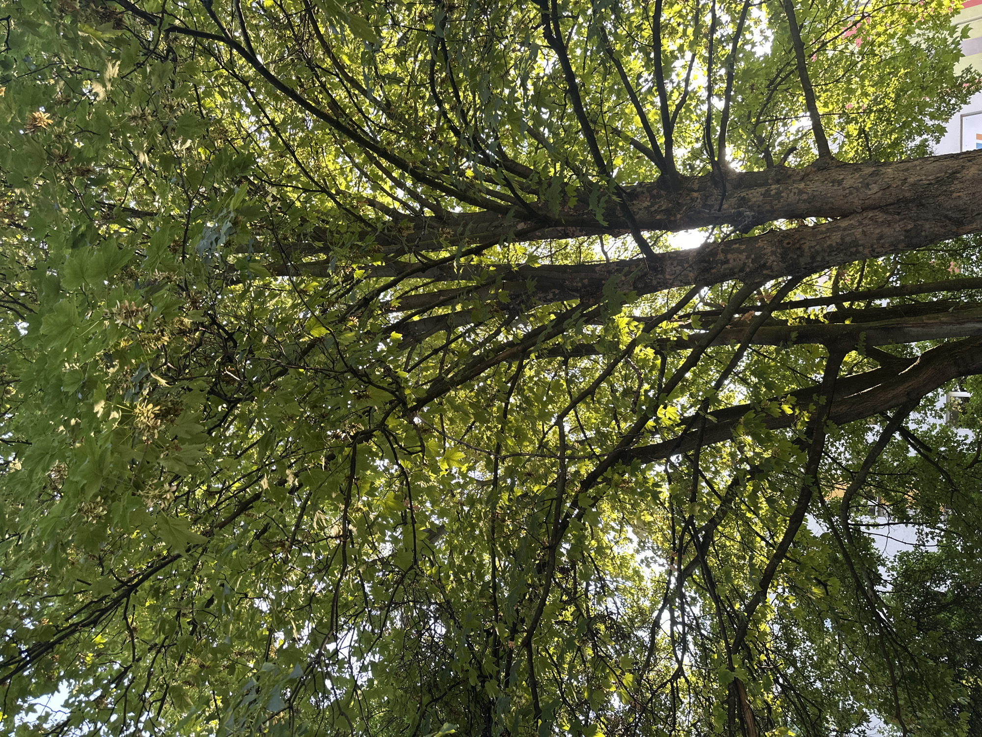 A low-angle shot captures the sunlit canopy of a large deciduous tree. The tree's thick, textured trunk splits into several major branches, which then branch out further, creating a dense network of limbs. Bright green leaves, some with visible seed pods, fill the frame, allowing sunlight to filter through and create a dappled effect. The background, partially obscured by the foliage, shows a bright sky and hints of buildings, suggesting an urban environment. The image is undated and unlocated.