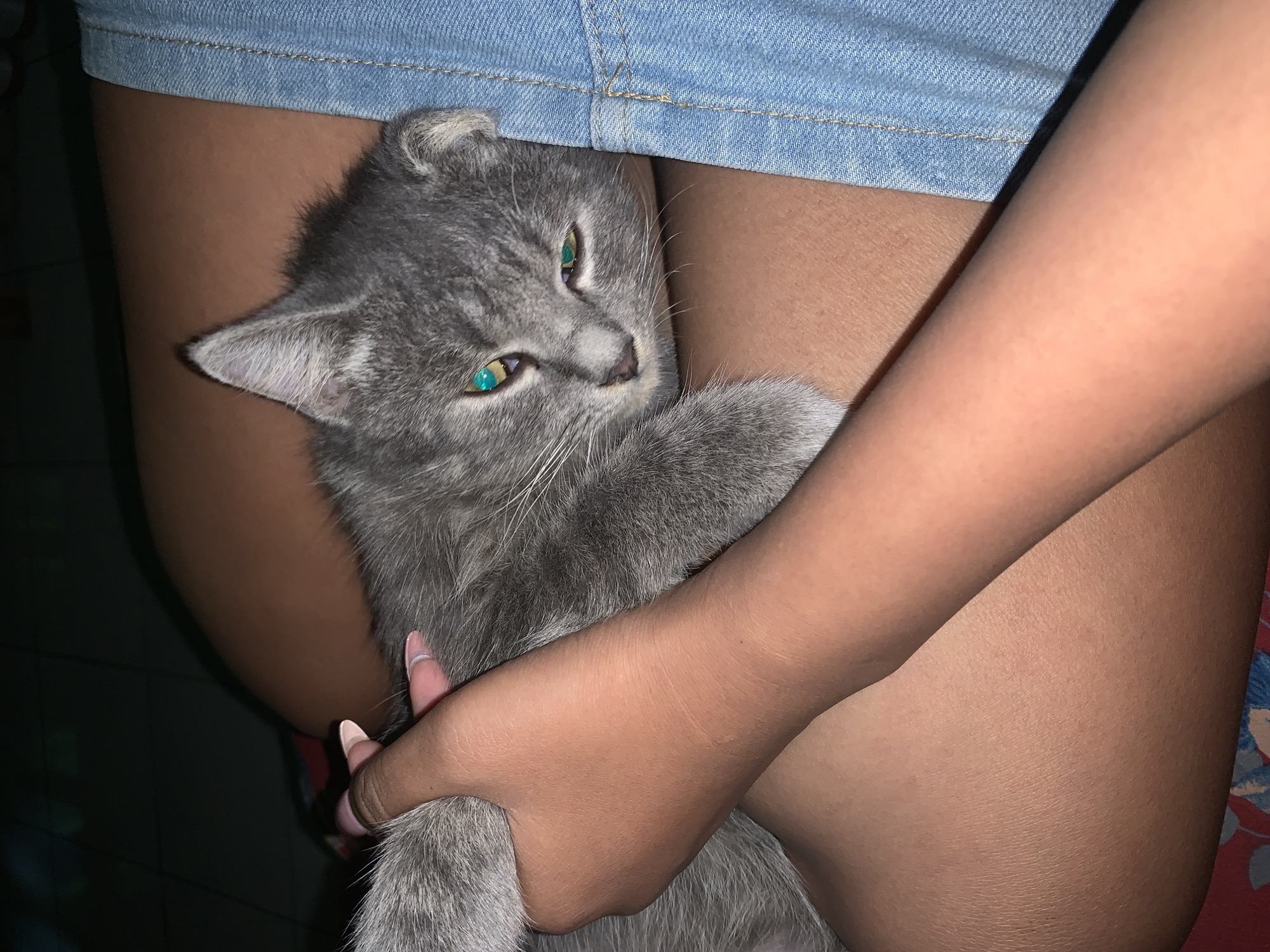 A close-up, high-angle shot shows a grey tabby cat nestled in the lap of a person wearing denim shorts. The cat's head is tilted, with its striking green eyes partially closed. A person's arm and hand are visible, gently holding the cat's tail. The background is dark and indistinct, suggesting an indoor setting. The lighting is dim, with a slight green cast on the cat's eyes. The scene captures a moment of quiet intimacy between the person and the animal. The location in Jajag, Indonesia, is not evident from the visual information provided in the image.