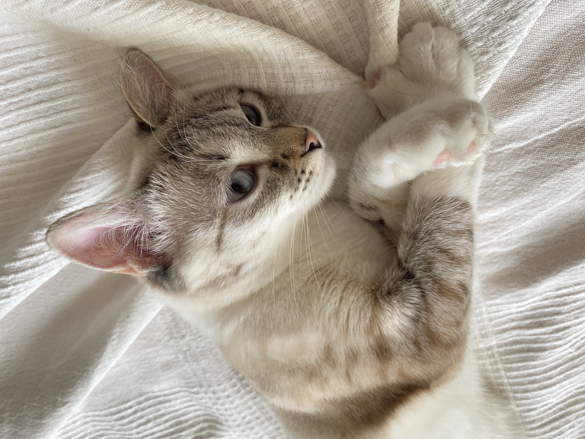 A light-colored tabby cat with white paws is lying on a white textured blanket or sheet. The cat is on its back, with its paws curled up towards its chest. The cat has blue eyes and a pink nose. The location is not specified in the image. There is no evidence to support a location in the city of Yekaterinburg, Russia.