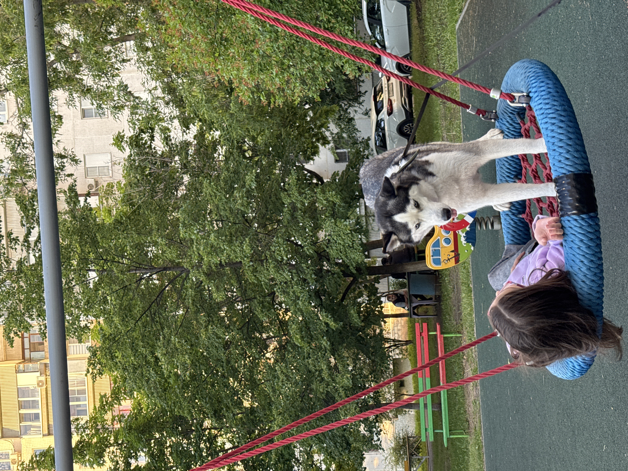 The image captures an outdoor scene at a playground, featuring a young girl and a Husky dog on a swing. The girl, with long dark hair, is lying on her back on a large, blue, circular nest swing, which is suspended by thick red ropes. She is wearing a purple long-sleeved top and gray pants. Beside her, a black, white, and gray Husky dog stands on the swing, with its front paws seemingly near the girl. The dog's mouth is slightly open, revealing its tongue, and its light-colored eyes are directed towards the left. A black harness is visible on the dog.
In the background, lush green trees and foliage are prominent. Behind the trees, several residential buildings, likely apartment blocks, are visible, indicating an urban or suburban setting. Cars are parked on a grassy area beyond the trees, including a white car with an indistinct license plate. Other playground equipment, such as red and green benches and a yellow and blue structure, can be seen further back. Another person is visible sitting on one of the background structures. A tall, gray metal pole is present in the foreground on the left side of the frame.
The overall lighting suggests it is daytime, possibly late afternoon. The ground is covered with a dark green or gray soft playground surfacing. The scene appears calm and pleasant, with the dog and girl sharing the swing. No clearly legible text is discernible in the image, other than the blurry characters on the car's license plate.