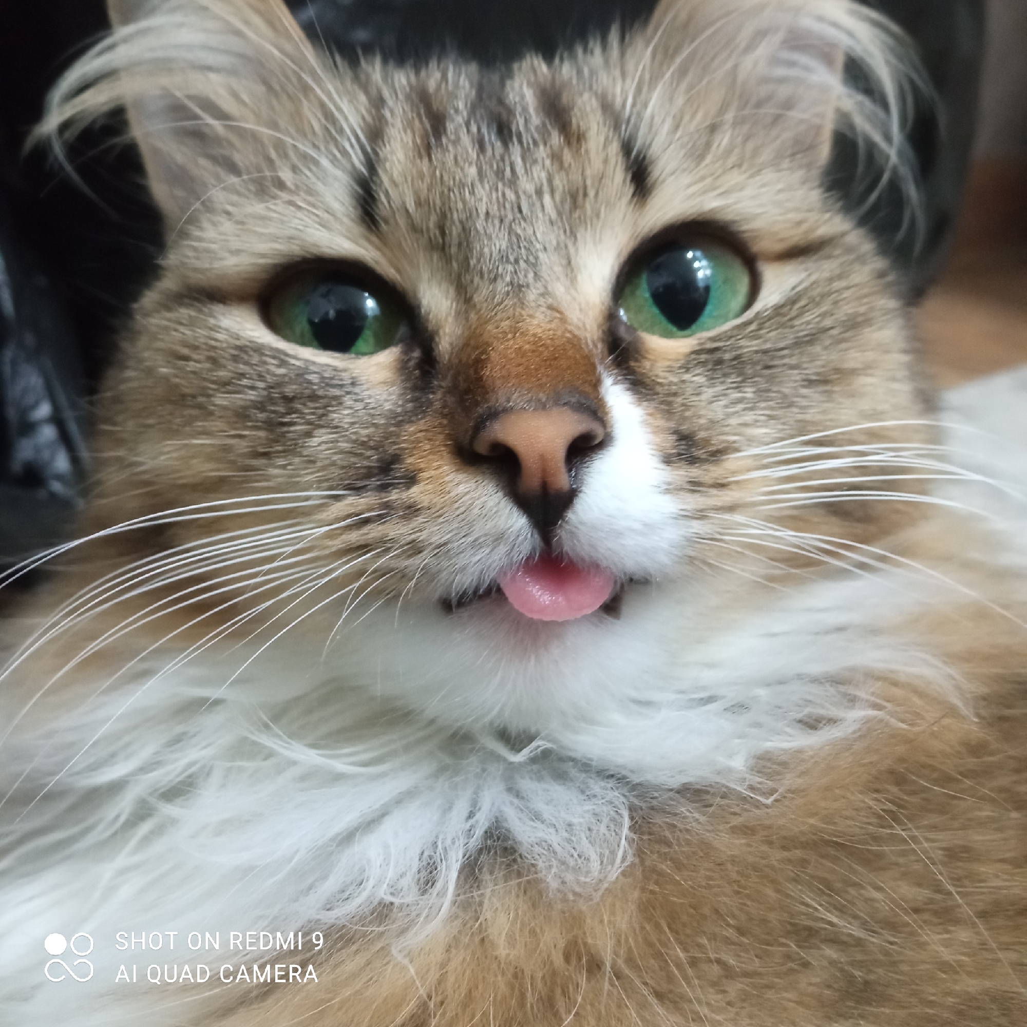 A close-up shot focuses on a cat's face, revealing its emerald-green eyes and a pink tongue protruding slightly from its mouth. The cat has a tabby coat with brown and white fur, and long white whiskers. The background is dark and out of focus. The bottom left corner of the frame displays text indicating the picture was "SHOT ON REDMI 9 AI QUAD CAMERA." This indicates that the photo was taken on a Redmi 9 smartphone.
It is not possible to determine the location of the city of Chaikovsky, Russia.