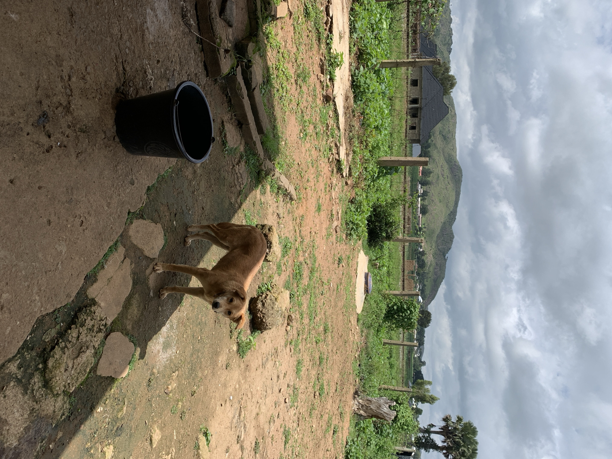 A medium-sized, light brown dog stands in a dusty, outdoor courtyard. The dog faces the camera with a neutral expression. In the foreground to the left, a black plastic bucket sits on a concrete slab. The courtyard is uneven, with patches of dry grass and scattered rocks. In the background, a fence separates the courtyard from a field of green plants. Beyond the field, there is a partially constructed building with a dark tiled roof, and further in the distance, a range of green, rolling hills under a cloudy sky. The scene is located in Kuru Karama, Nigeria.
