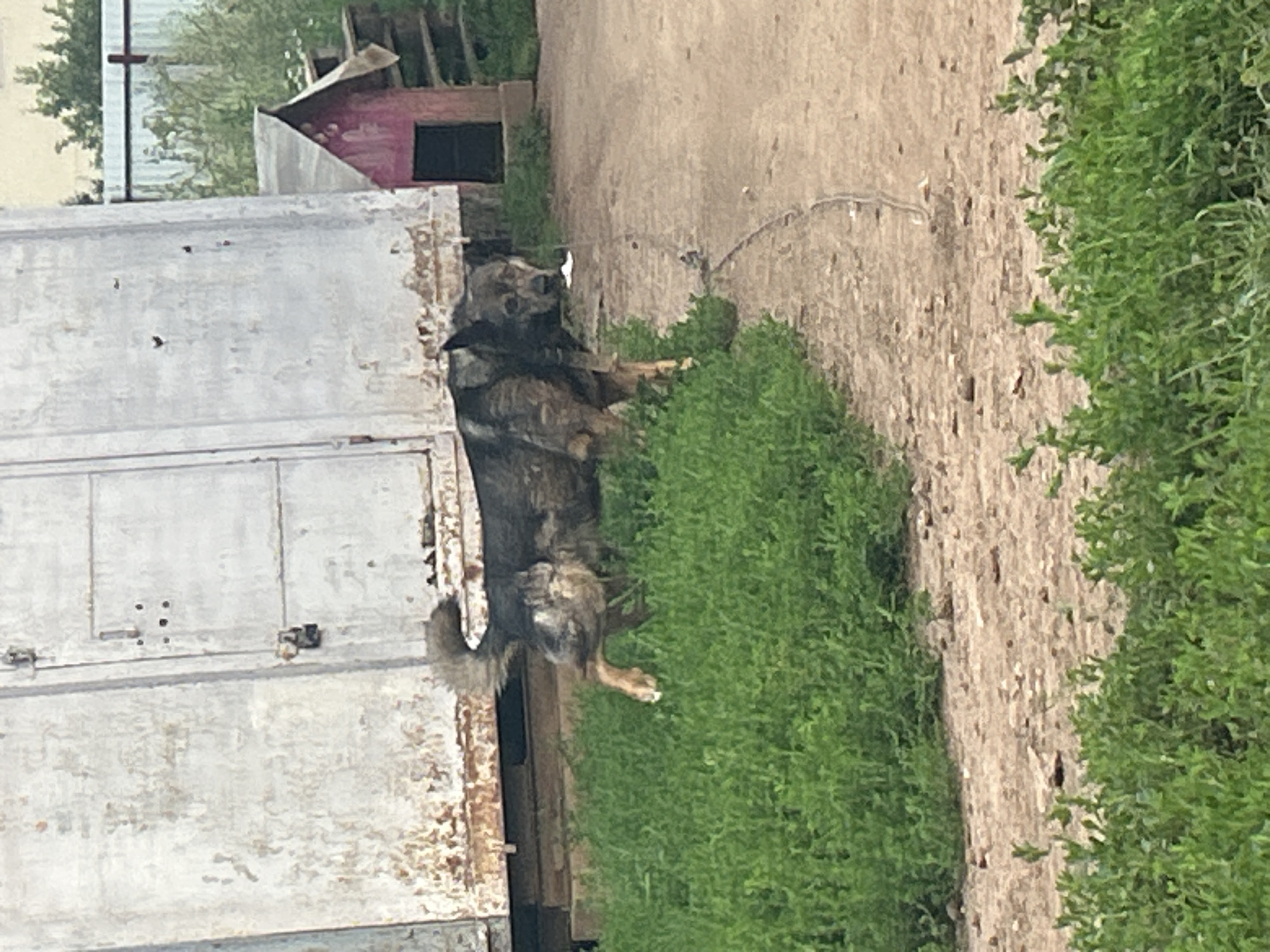 A medium-sized, mixed-breed dog with dark fur stands on a dirt path next to a patch of green grass. The dog is facing towards the right side of the frame, with its head slightly lowered. In the background, there is a large, weathered metal structure, possibly a shipping container or a shed, with a small pink doghouse situated to the right of it. A white object, possibly a piece of food or a plastic wrapper, is on the ground in front of the dog. The environment appears to be rural or semi-rural, with evidence of vegetation and a rough, unpaved surface. The scene is outdoors, under natural lighting conditions.