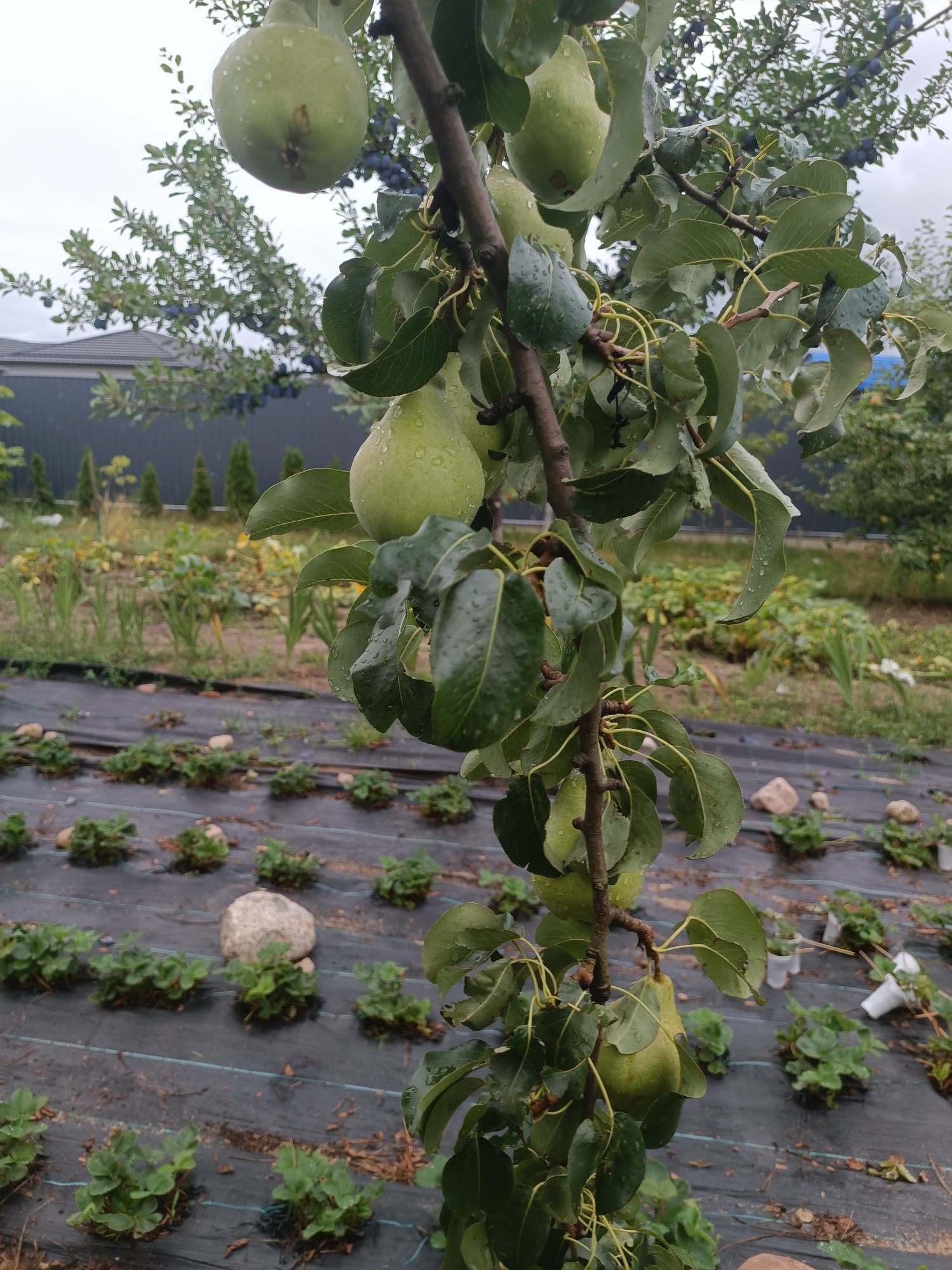 This image depicts a pear tree laden with green pears, with water droplets visible on the leaves and fruit, suggesting recent rainfall. The tree is positioned in a garden setting, with rows of strawberry plants covered by black agricultural fabric in the foreground. In the background, there is a fence, evergreen trees, and a residential building. The overall environment appears to be rural or suburban. The location is specified as Тэльмінскі сельскі Савет, Belarus. There are no people visible in the image, and no specific actions or interactions are taking place. The focus is on the natural elements of the garden, specifically the pear tree and its fruit.