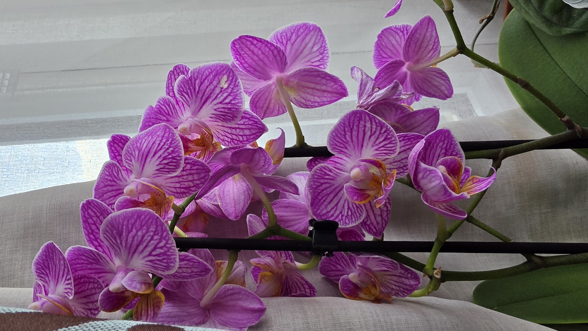 A close-up shot shows a cluster of pink and purple striped orchid flowers in full bloom. The flowers are interspersed with green leaves and black supporting structures, possibly plastic clips or parts of the plant's stem. The background is a pale, soft-textured material, possibly a curtain or upholstered surface. The lighting appears soft and diffused, suggesting an indoor setting near a window. The image's focus is sharp on the flowers, showcasing their intricate patterns and vibrant colors. There is no evidence to suggest the location of the scene is in London, United Kingdom.
