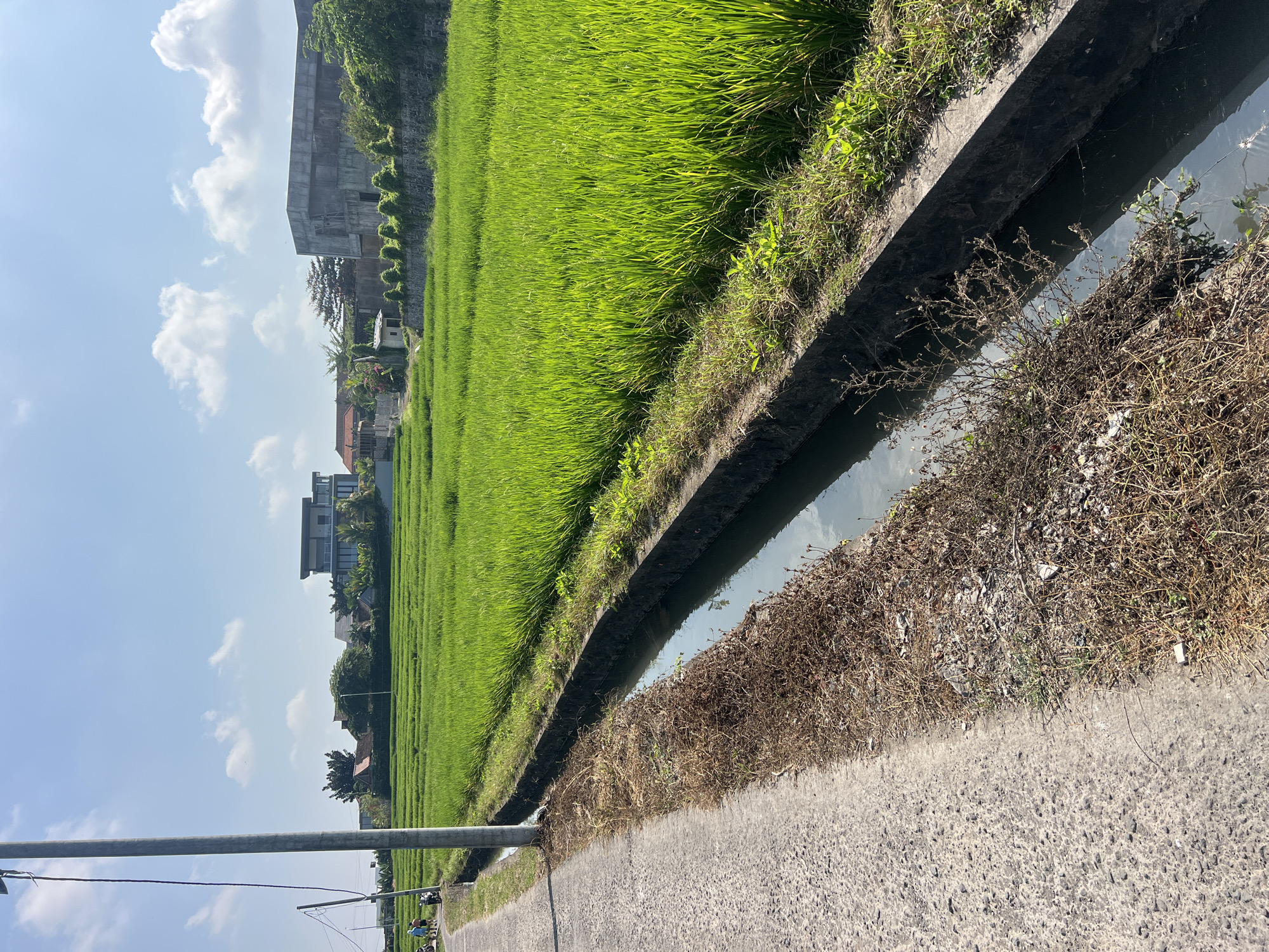 The image depicts a sunlit scene in Mengwi, Indonesia, featuring a well-maintained rice paddy adjacent to a concrete-lined irrigation ditch and a paved road. The rice paddy, vibrant green and meticulously terraced, stretches into the distance under a bright blue sky dotted with fluffy white clouds. Several modern buildings, including a multi-story structure with large glass windows and a more industrial-looking building with concrete walls, are visible in the background, suggesting a developing or mixed-use area within the city.
In the foreground, the paved road occupies the left side of the frame, with a utility pole standing prominently near its edge. A narrow, dry, and overgrown embankment with dead vegetation and scattered debris separates the road from the irrigation ditch. The ditch itself is filled with dark, reflective water. On the far left of the road, two people and two motorcycles are seen, suggesting local activity. The overall impression is one of rural tranquility disrupted by encroaching modernity.